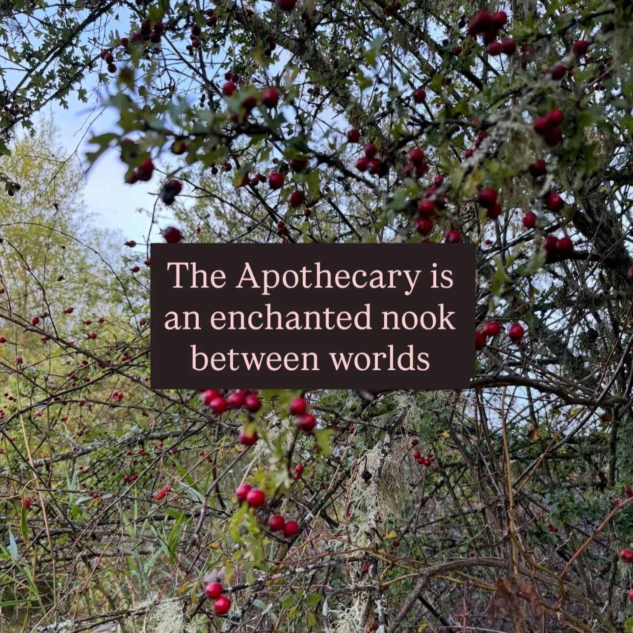 🌸The Apothecary is open!🌿 This offering has been 10 years in the making for me ~ it is an online space through 2026 devoted to herbal listening and most importantly: attunement to the spirit of your heart.

Each month has a theme we will immerse in