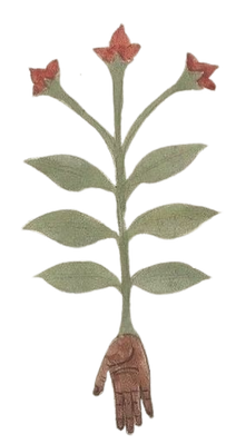 A small plant with green leaves and three pinkish-red flowers at the top, with a human finger pointing at its base.