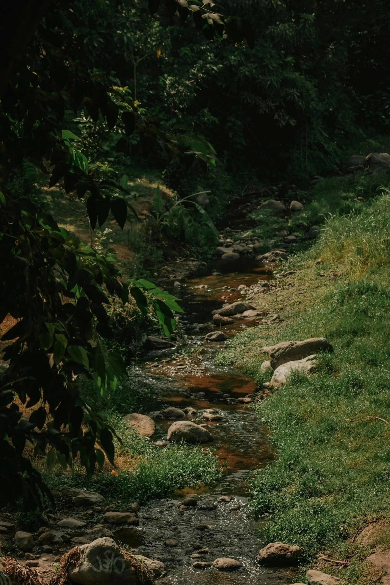 A small creek flowing through a lush forest with green grass and rocks along the banks.
