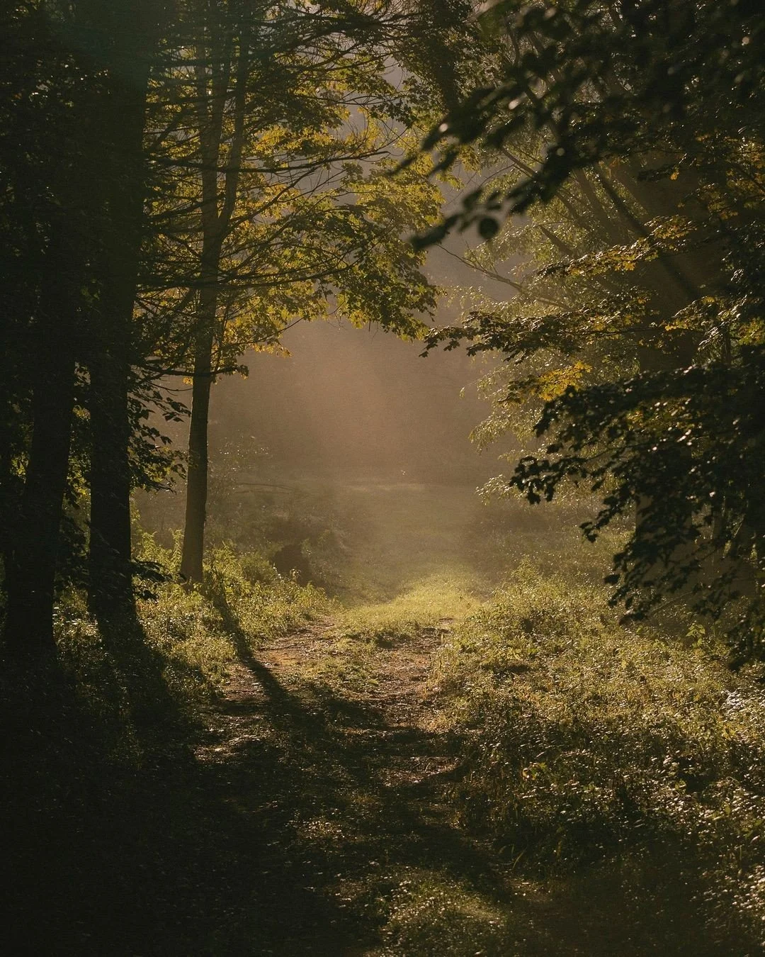 A forest trail illuminated by sunlight filtering through the green leaves of trees, with a dirt path leading into the distance.