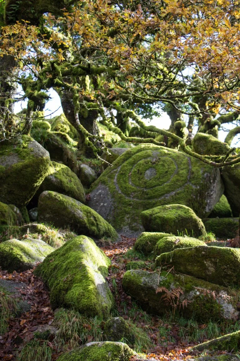 Moss-covered rocks and a large boulder with a spiral carving, surrounded by mossy tree branches and leaves in a forest setting.