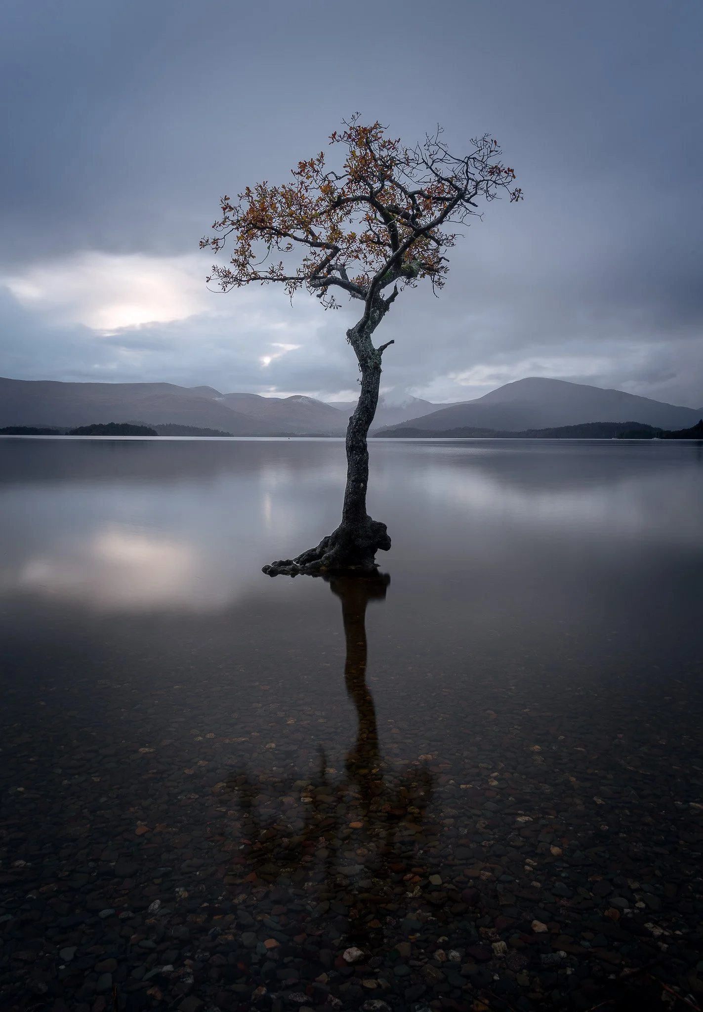 landscape_2048_Loch Lomond Lone Tree-02.JPG