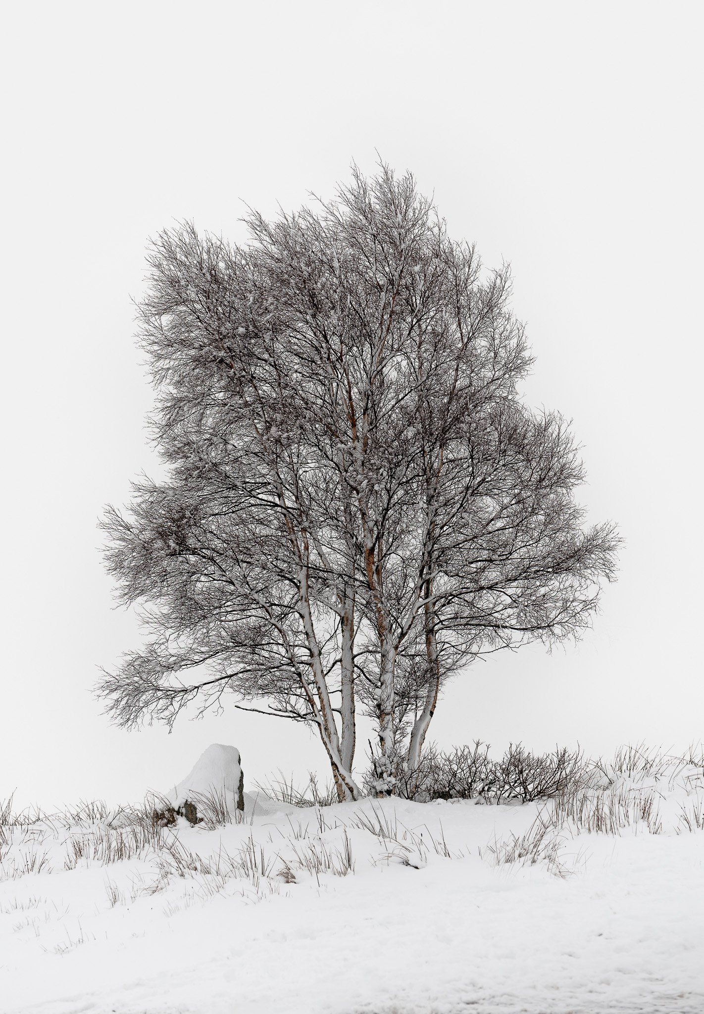 landscape_2048_Frozen Birch.JPG