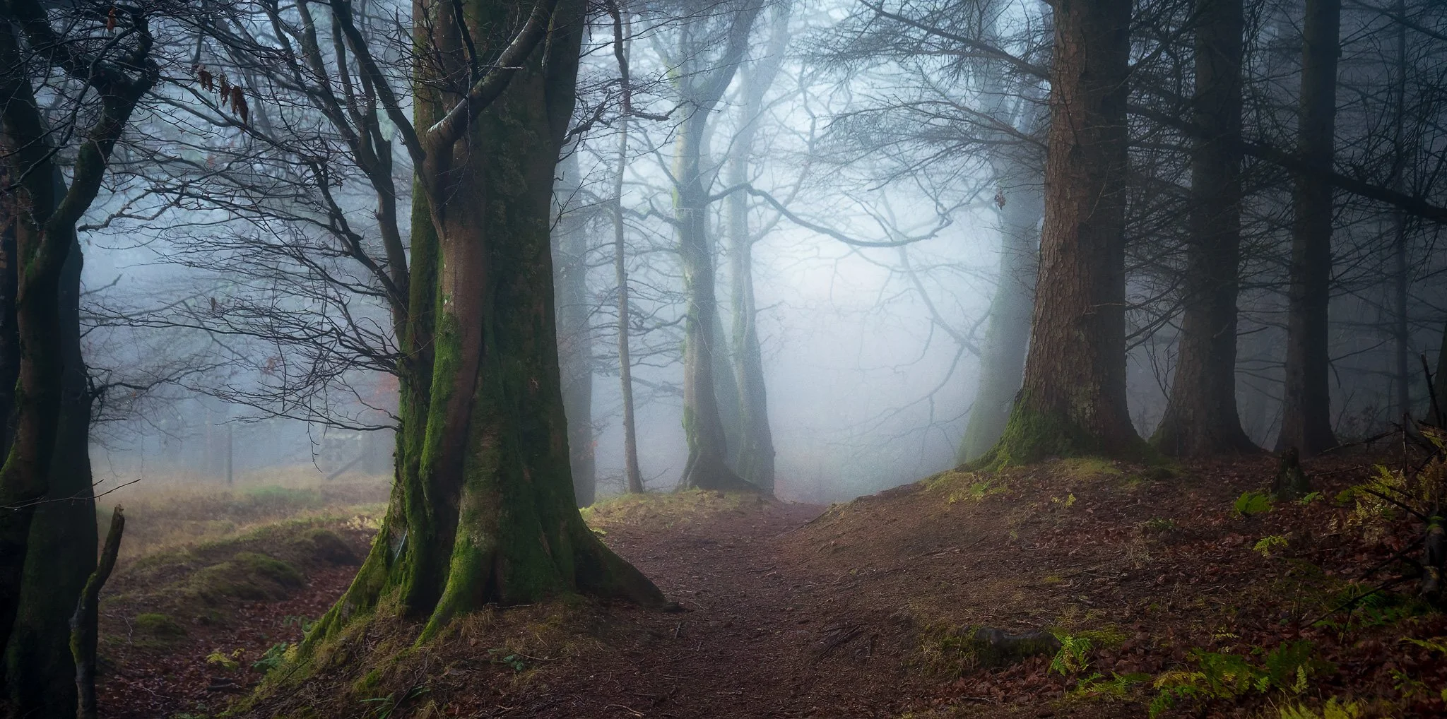 landscape_2048_Misty Woods - Fairlie.JPG