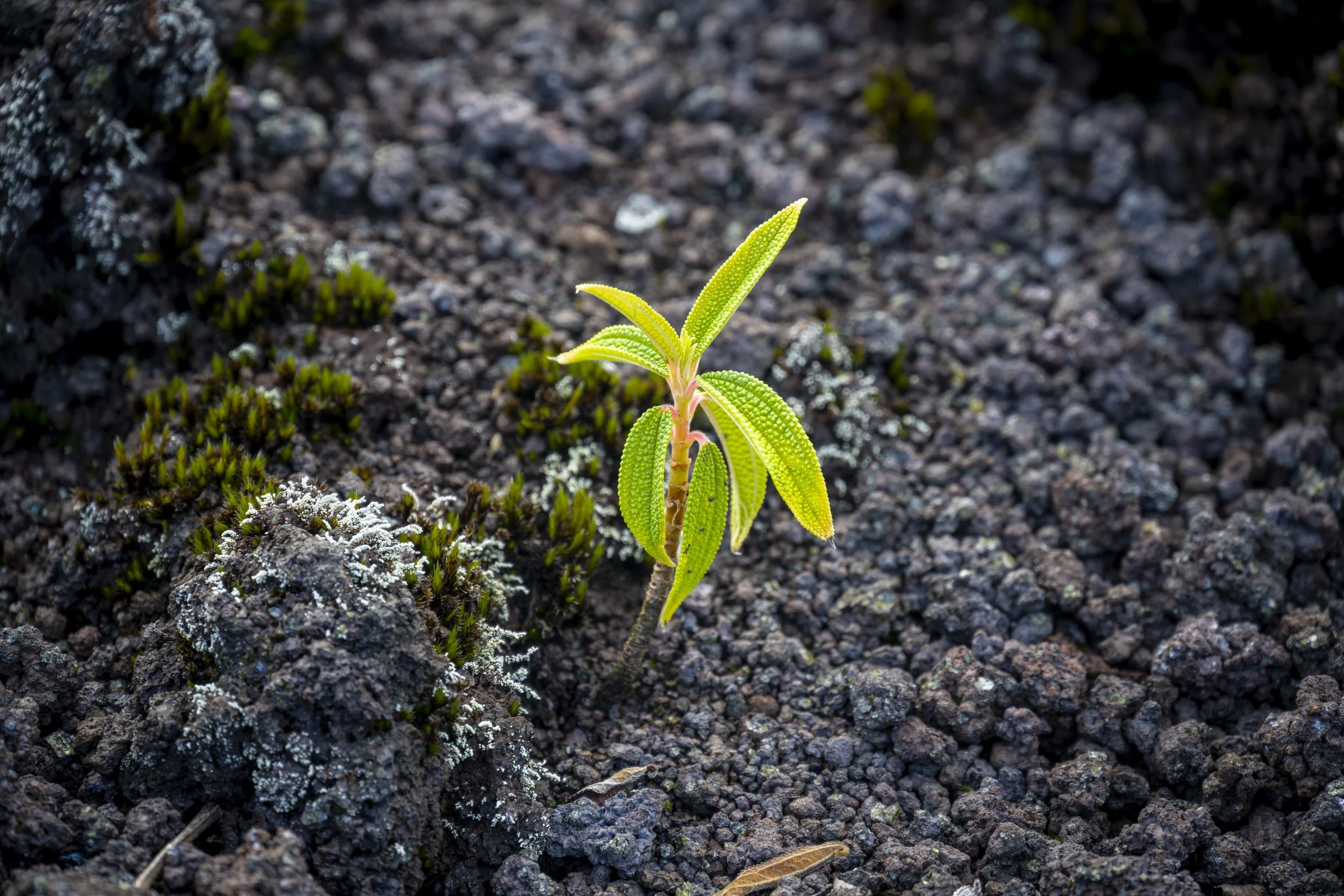 LaReunion_Mauritius_2026-513.jpg