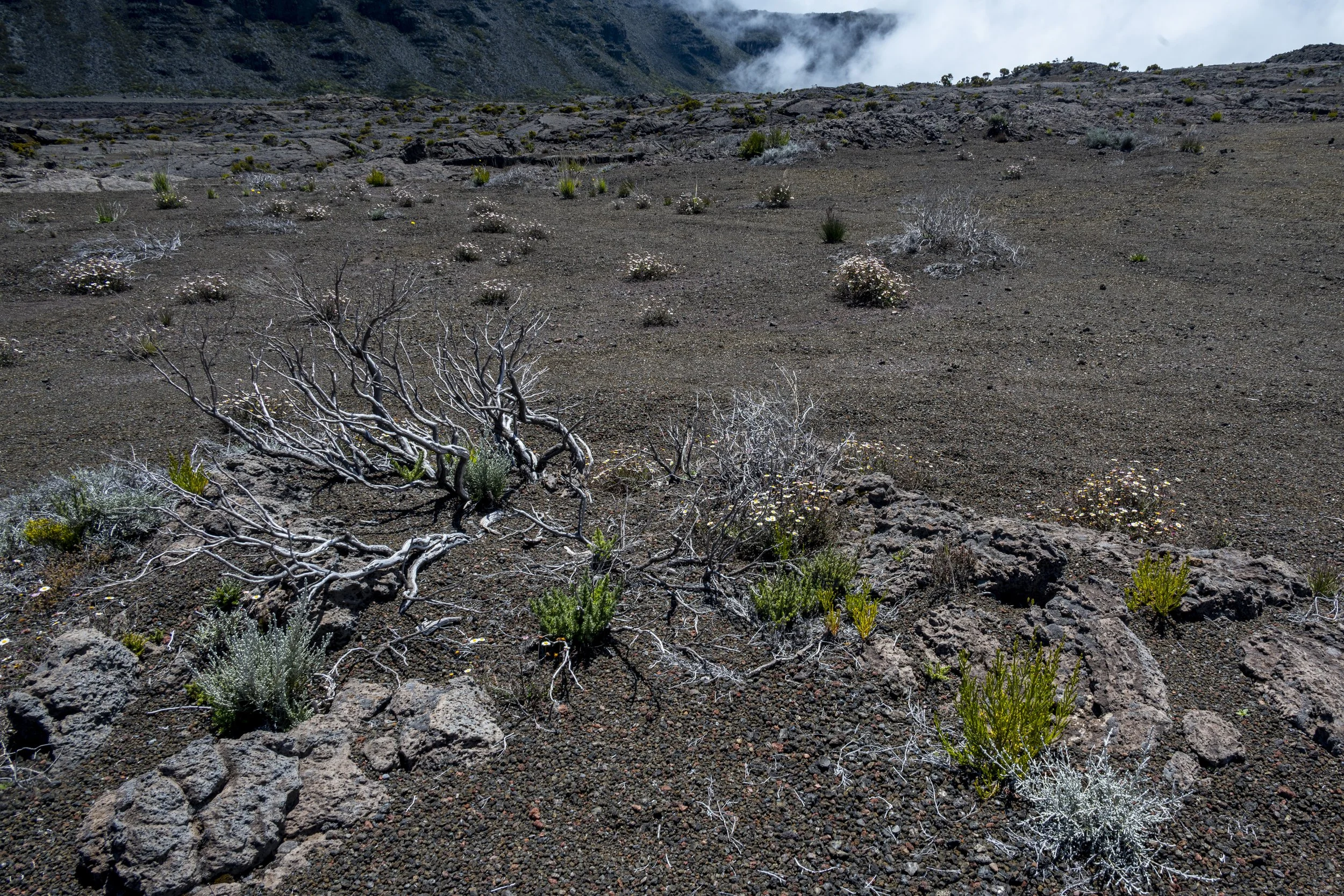 LaReunion_Mauritius_2026-517.jpg