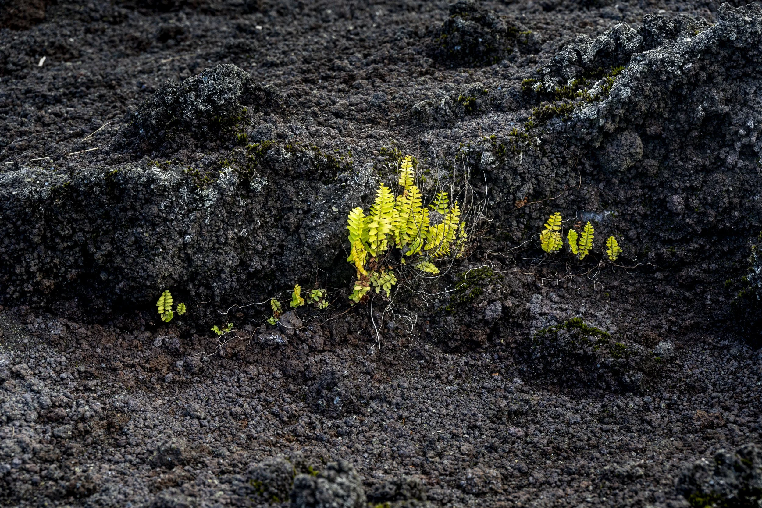 LaReunion_Mauritius_2026-512.jpg