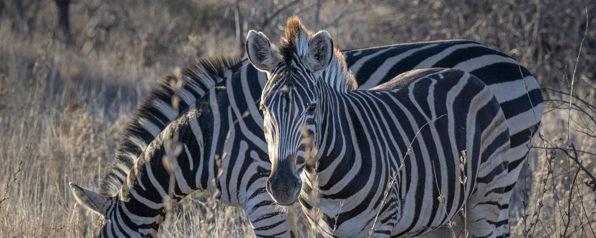 Südafrika_Web_2025-111 Titel.jpg