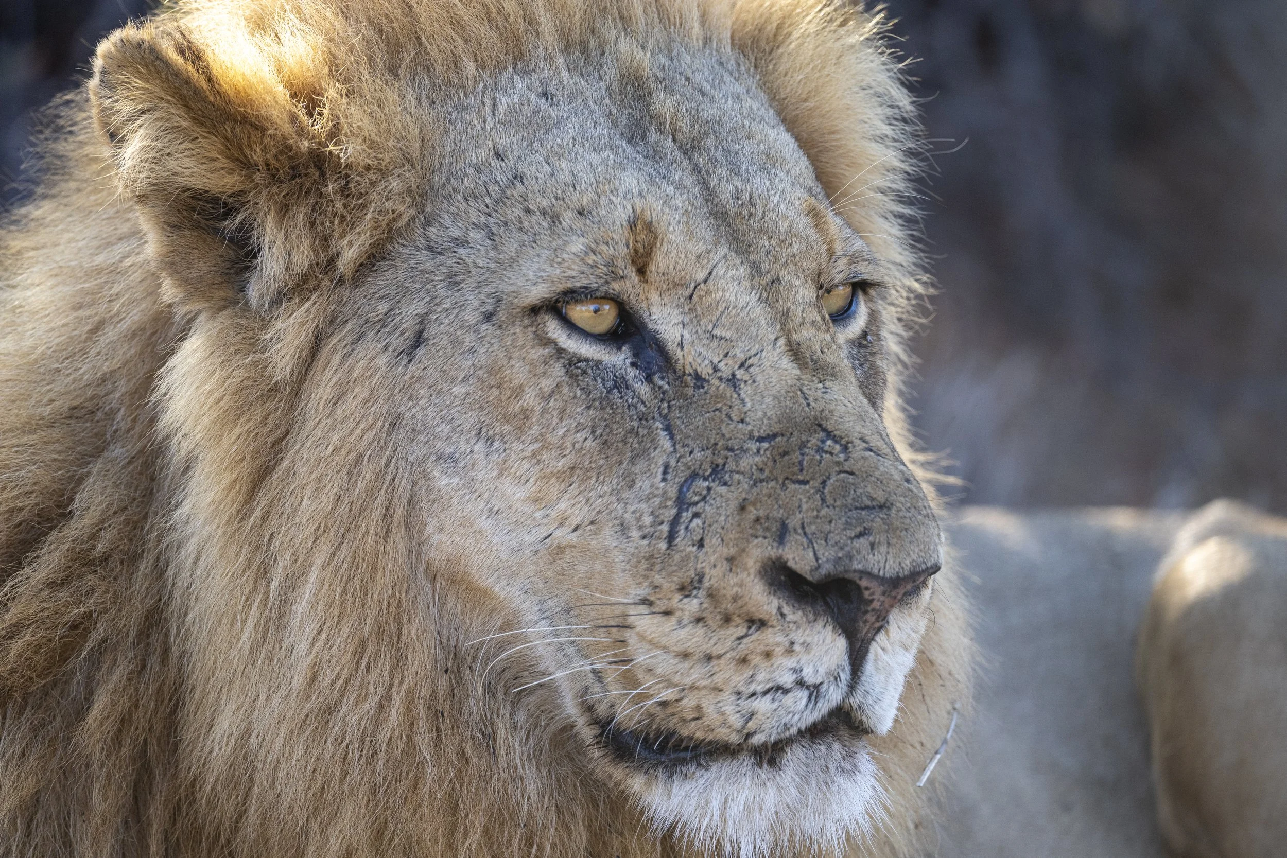 Timbavati Private Game Reserve