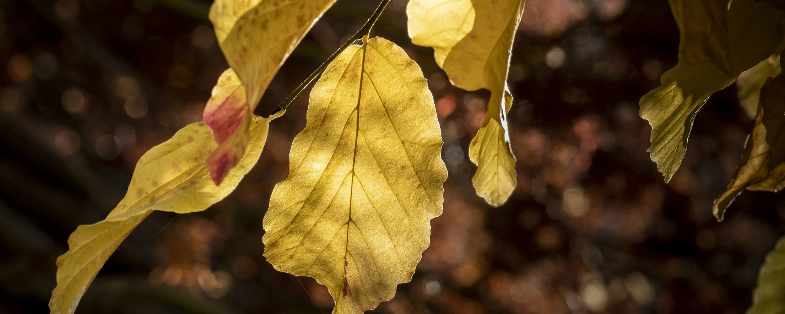 Herbst Wetter Web 07.jpg