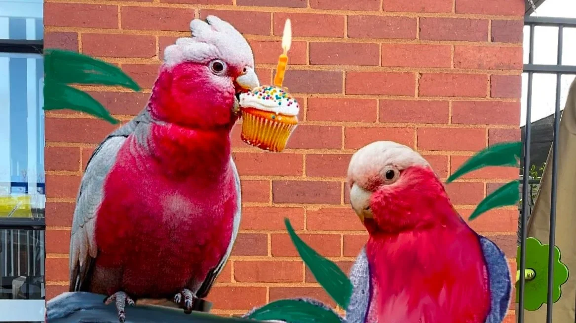 Galahs.jpg