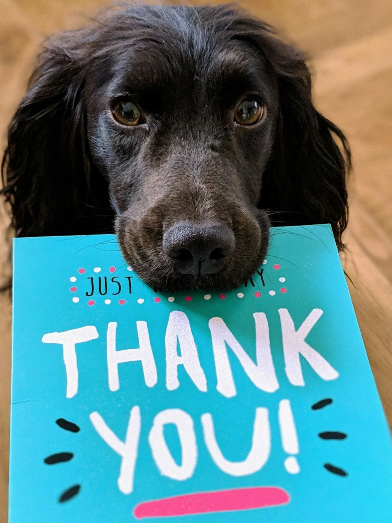 Image of a black dog holding a thank you card in their mouth.