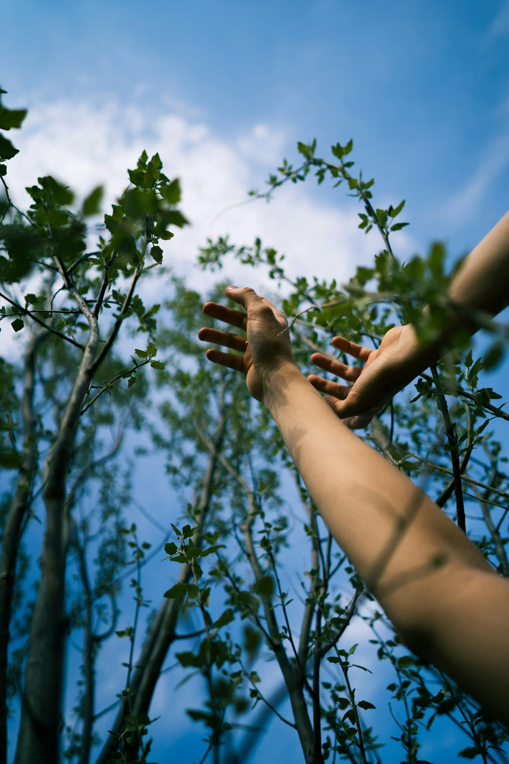 Hands open in a natural setting, evoking self-soothing, emotional regulation, and mindful support for anxiety and panic.