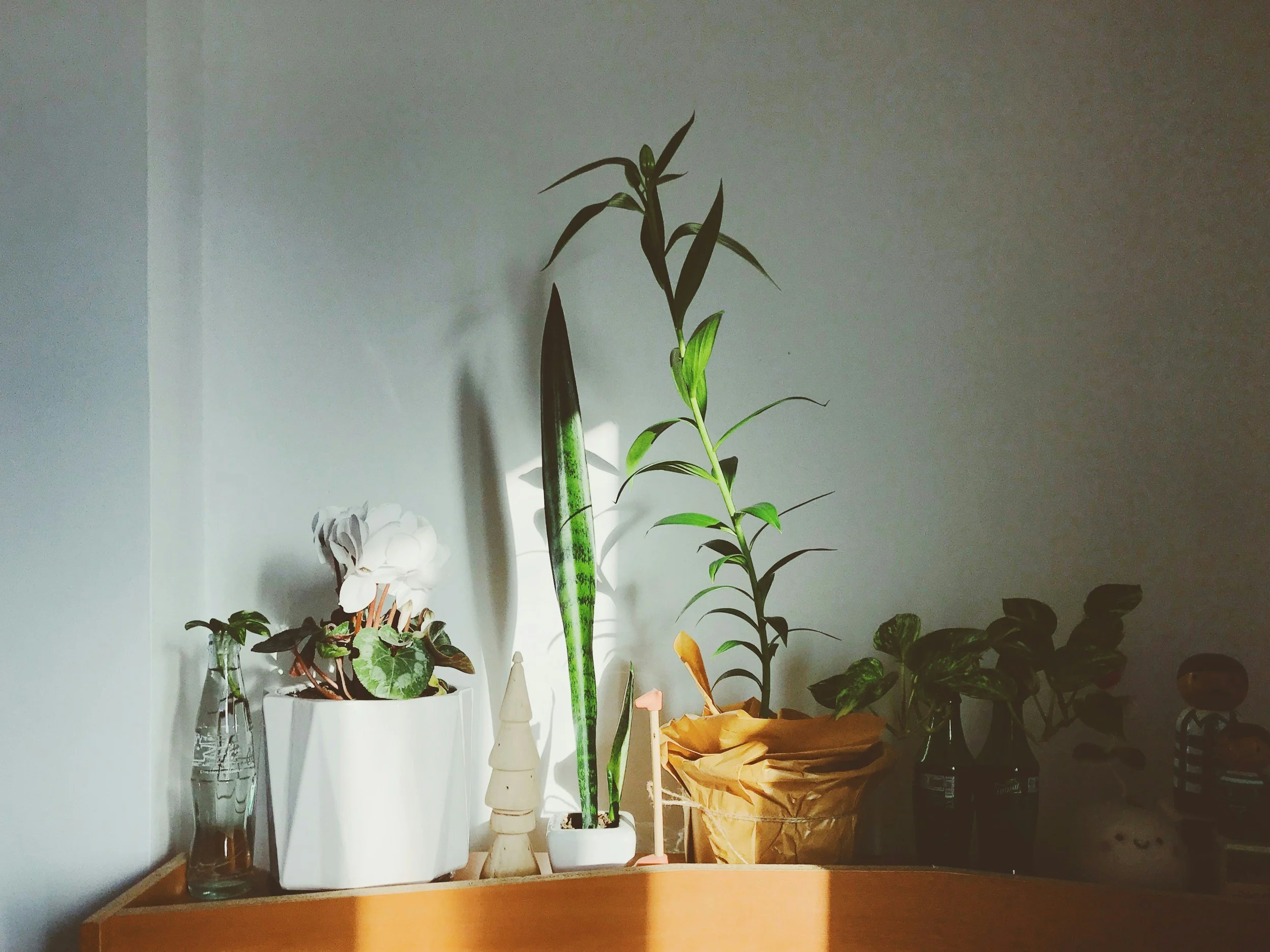 sunlit array of plants, conveying steadiness and calm