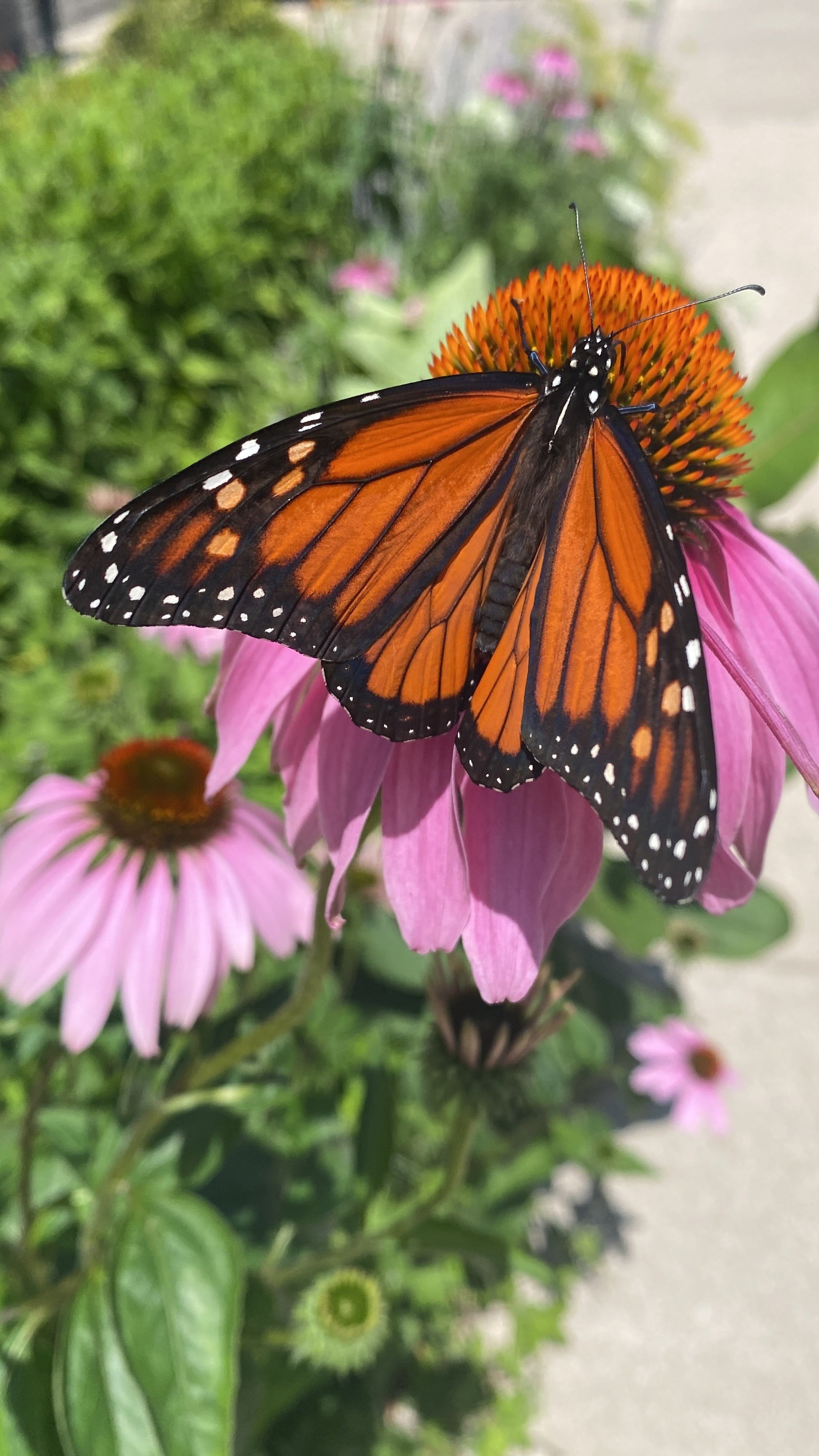 Image of a monarch butterfly representing the transformation that is possible when you pause and listen to your body and your voice.