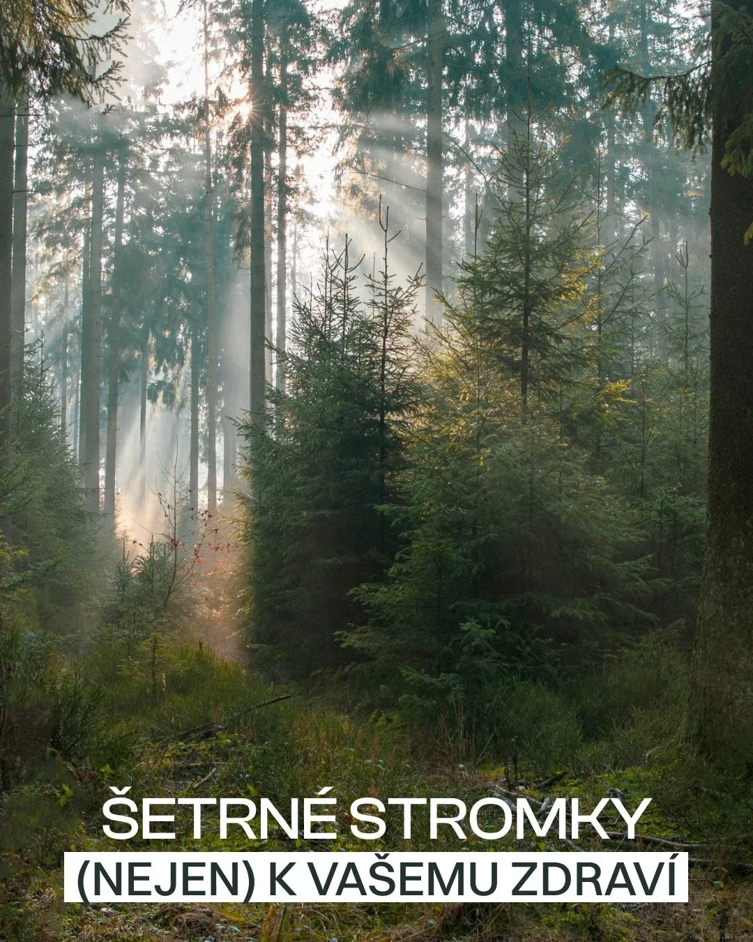 V t&yacute;mu RL jsou &scaron;etrn&eacute; stromky na&scaron;&iacute; nejobl&iacute;beněj&scaron;&iacute; volbou, jejich jedinečn&yacute; vzhled prostě milujeme. Proč jsou př&iacute;nosem i pro va&scaron;e zdrav&iacute;, najdete v př&iacute;spěvku. A