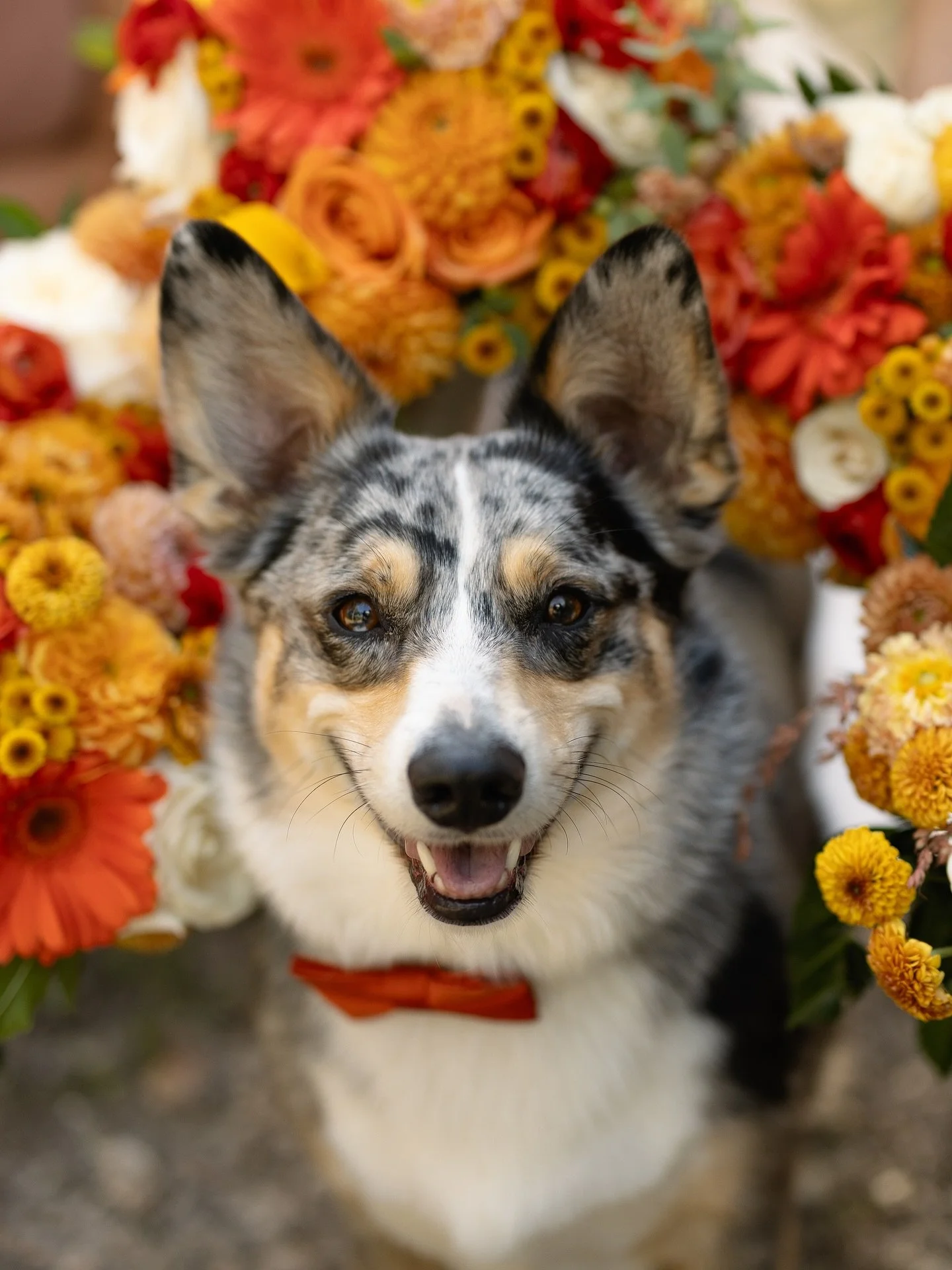A moment for the best doggo in the world. 🥹 I could party with these two every single weekend.✨🧡