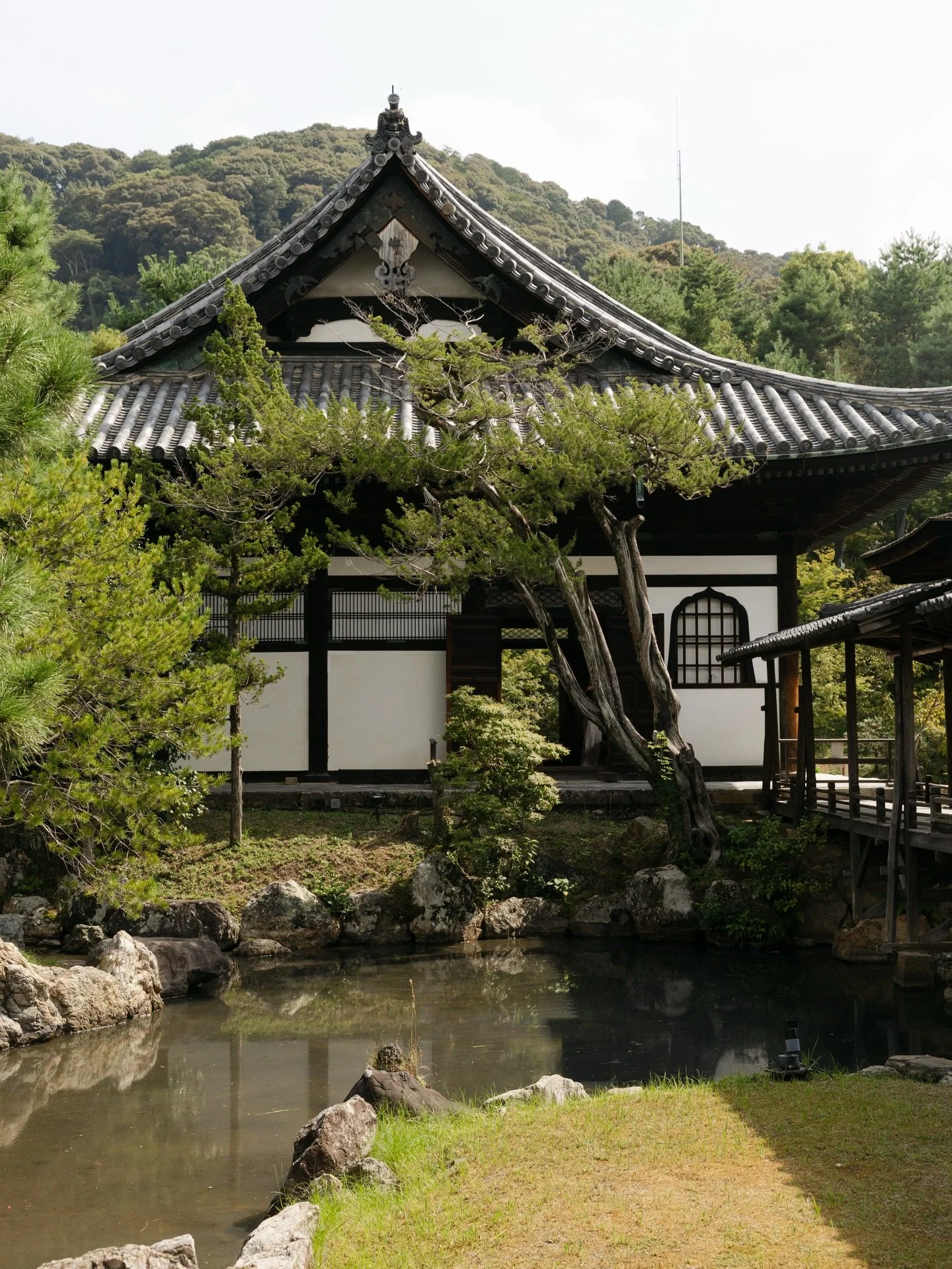 Following them around the streets of Kyoto