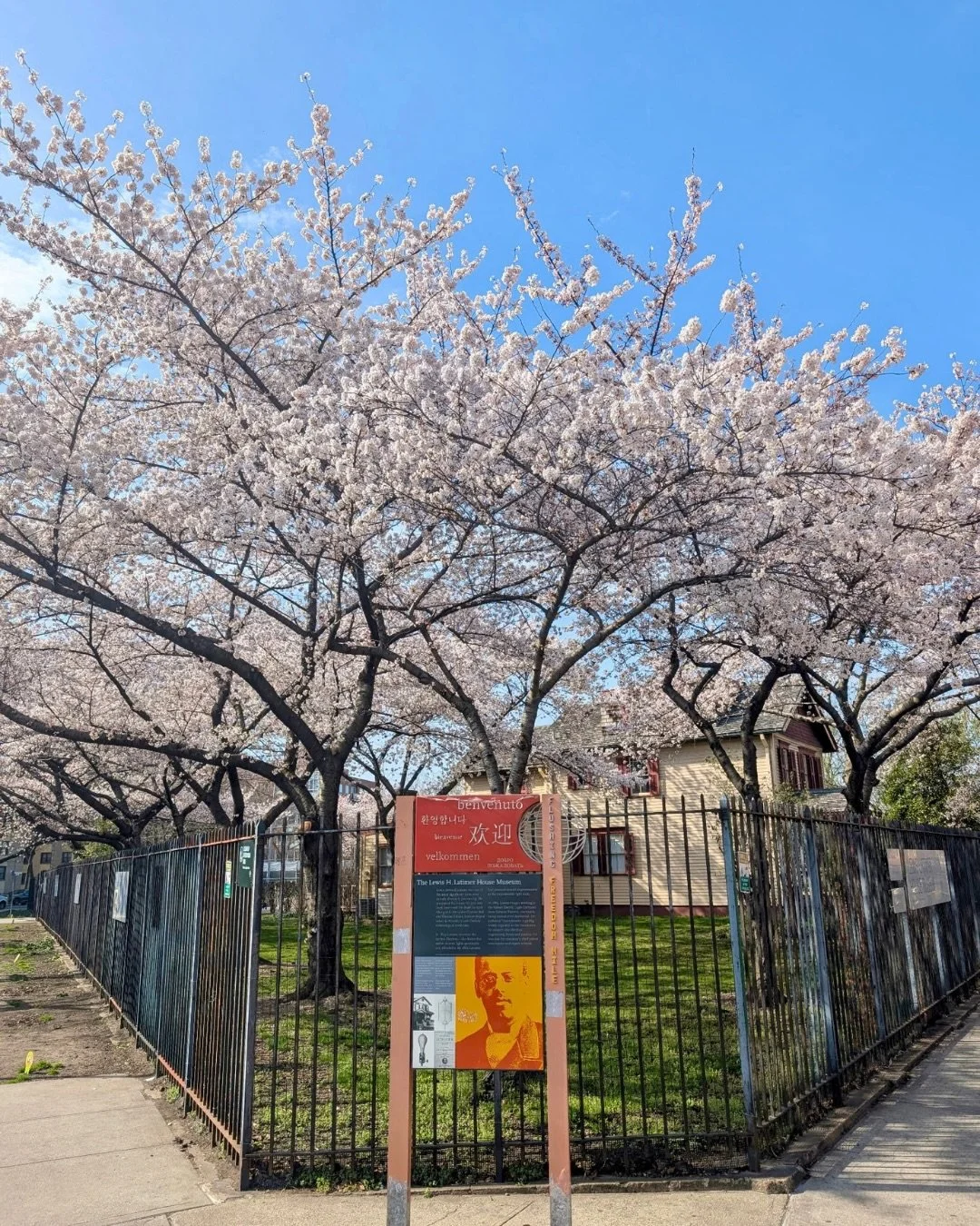 Our cherry blossoms are in full bloom 🌿🌸 Come spend a beautiful spring day at the Lewis Latimer House! Explore our permanent exhibition and enjoy some family-friendly fun in our garden. We&rsquo;re open on Fridays, Saturdays and Sundays from 11am t