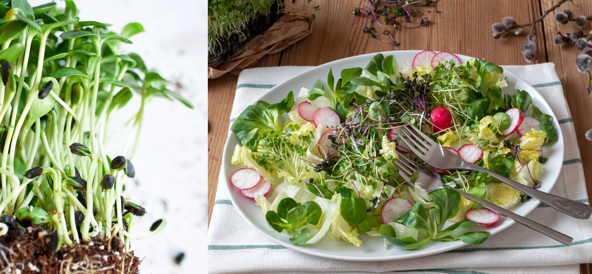 Microgreens Near Me: The benefits of microgreens