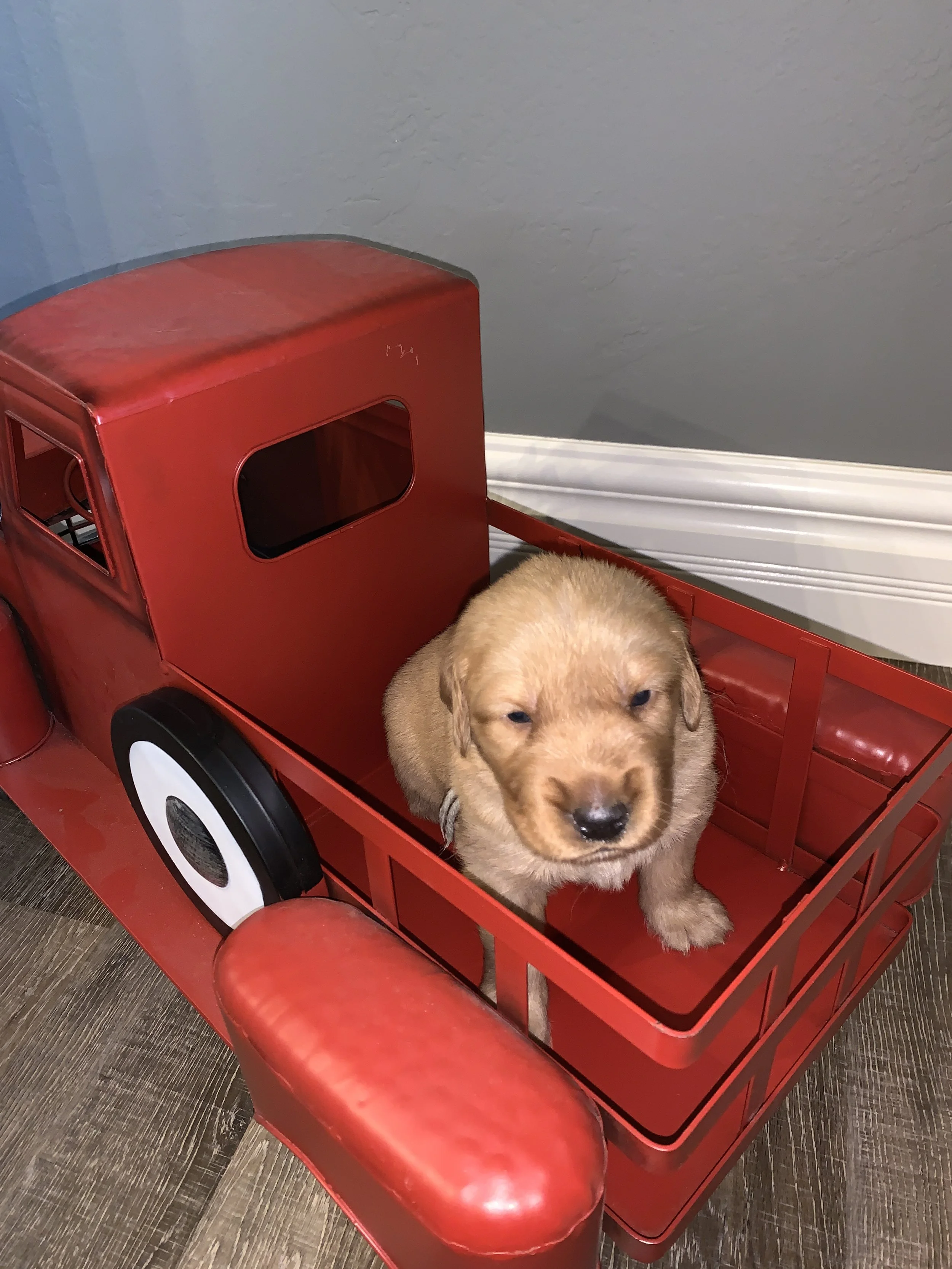 Silver Boy 3 weeks.JPG