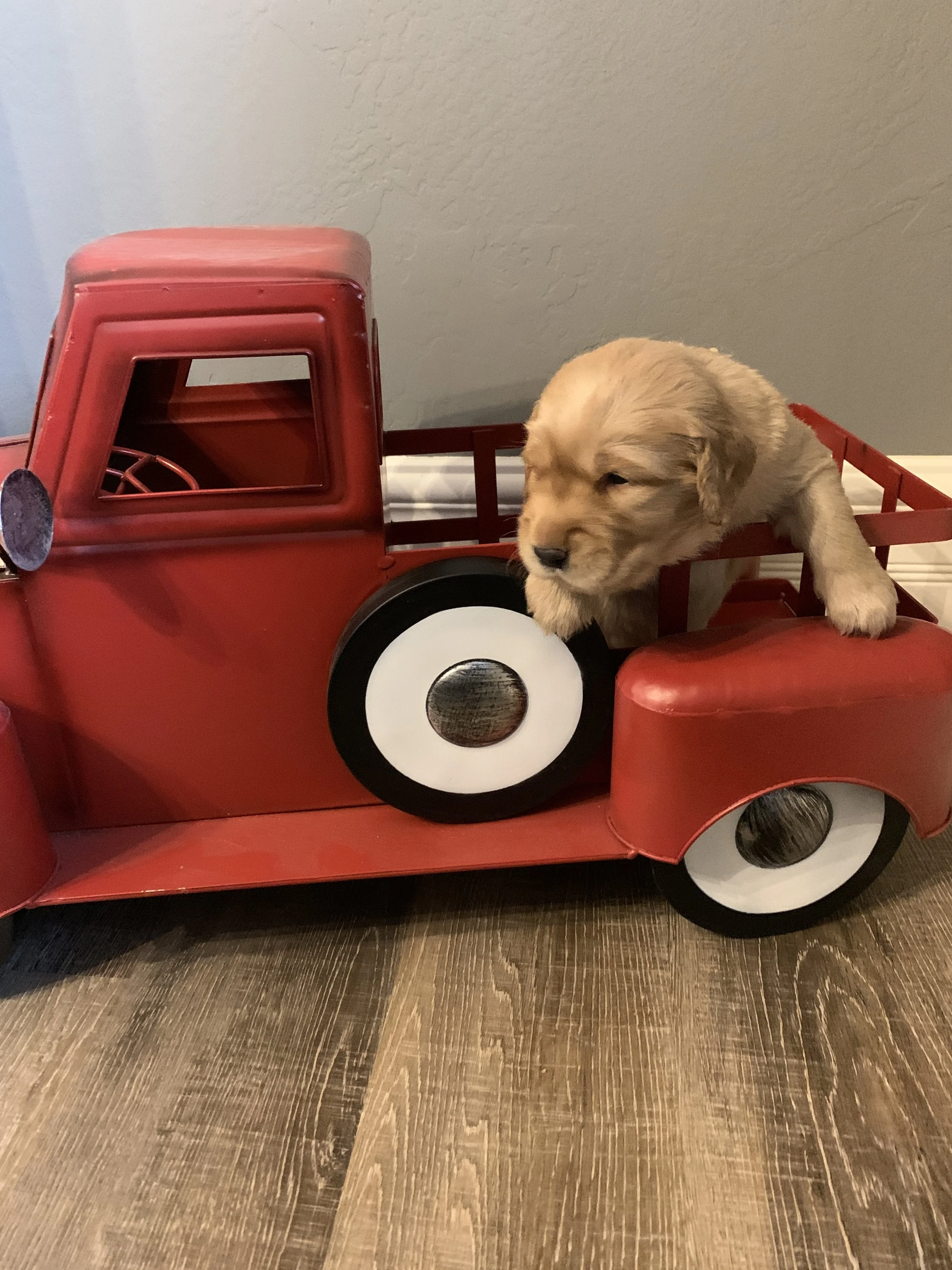 Yellow Boy 3  weeks.JPG