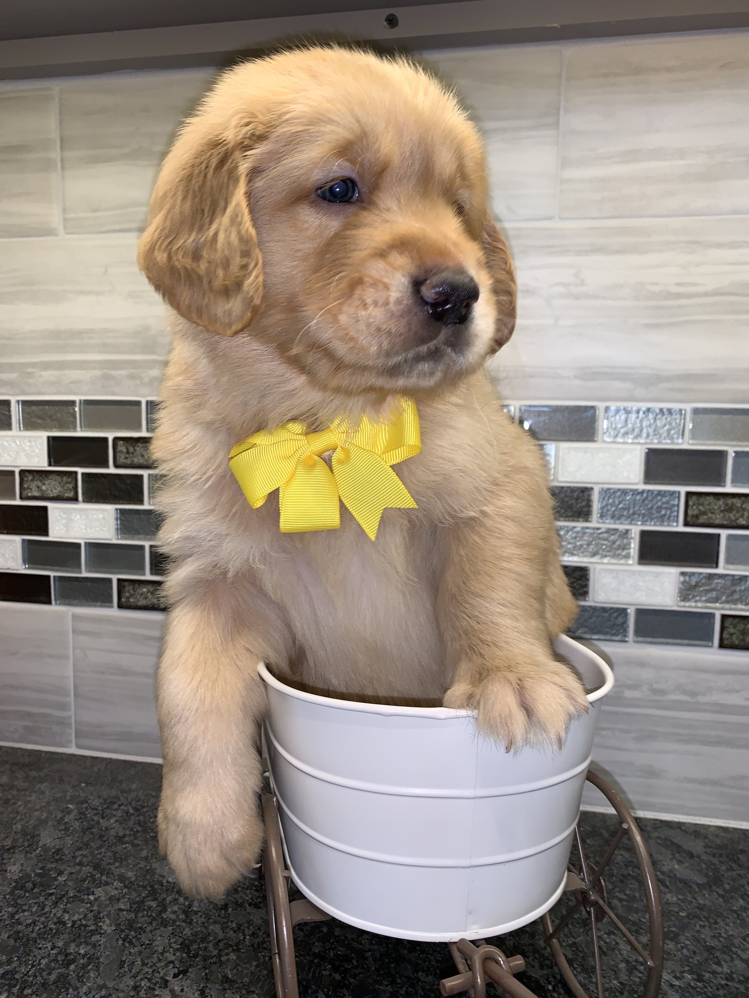 YellowBoy 5 weeks.JPG