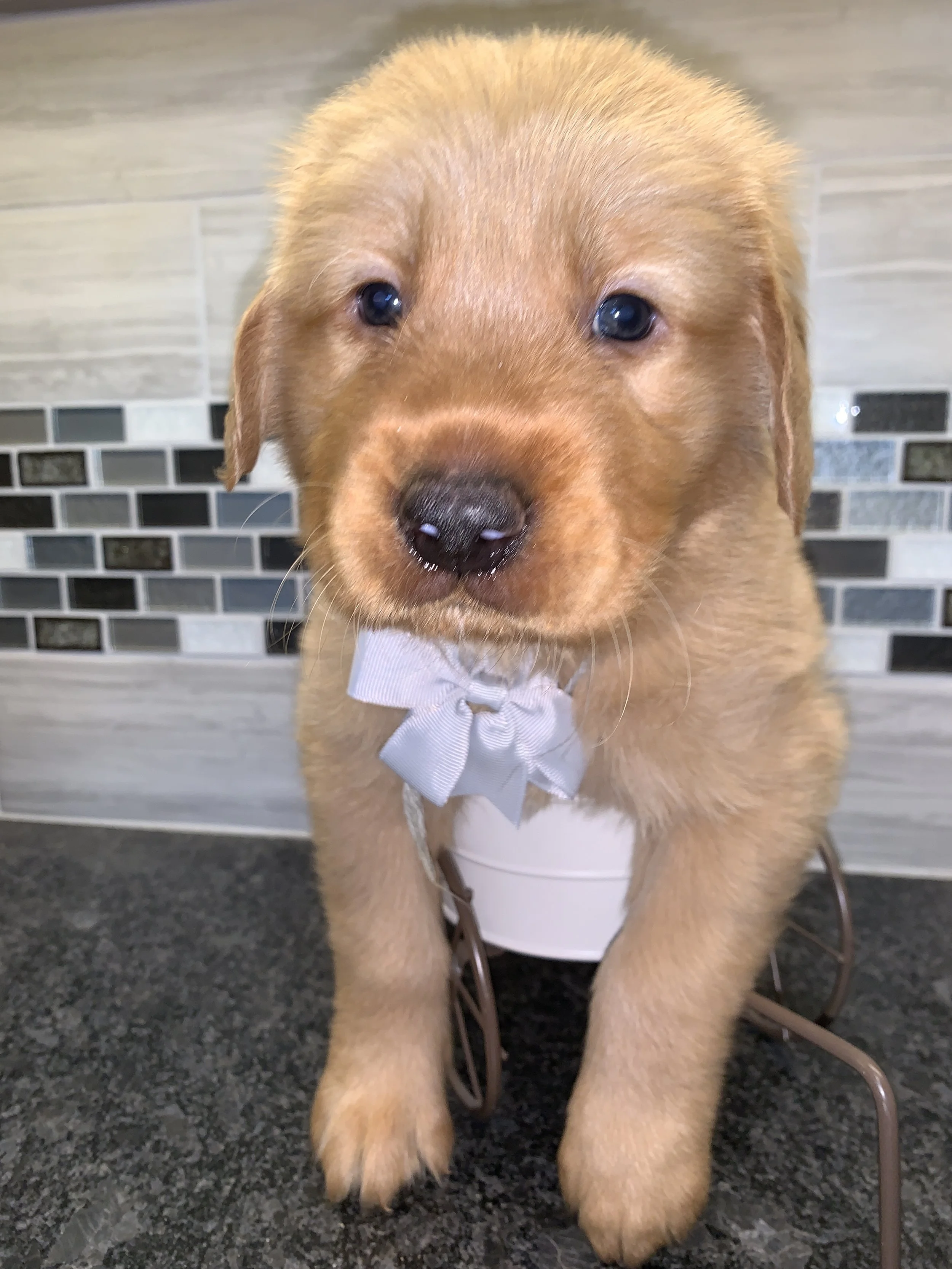 SilverBoy 5 weeks.JPG