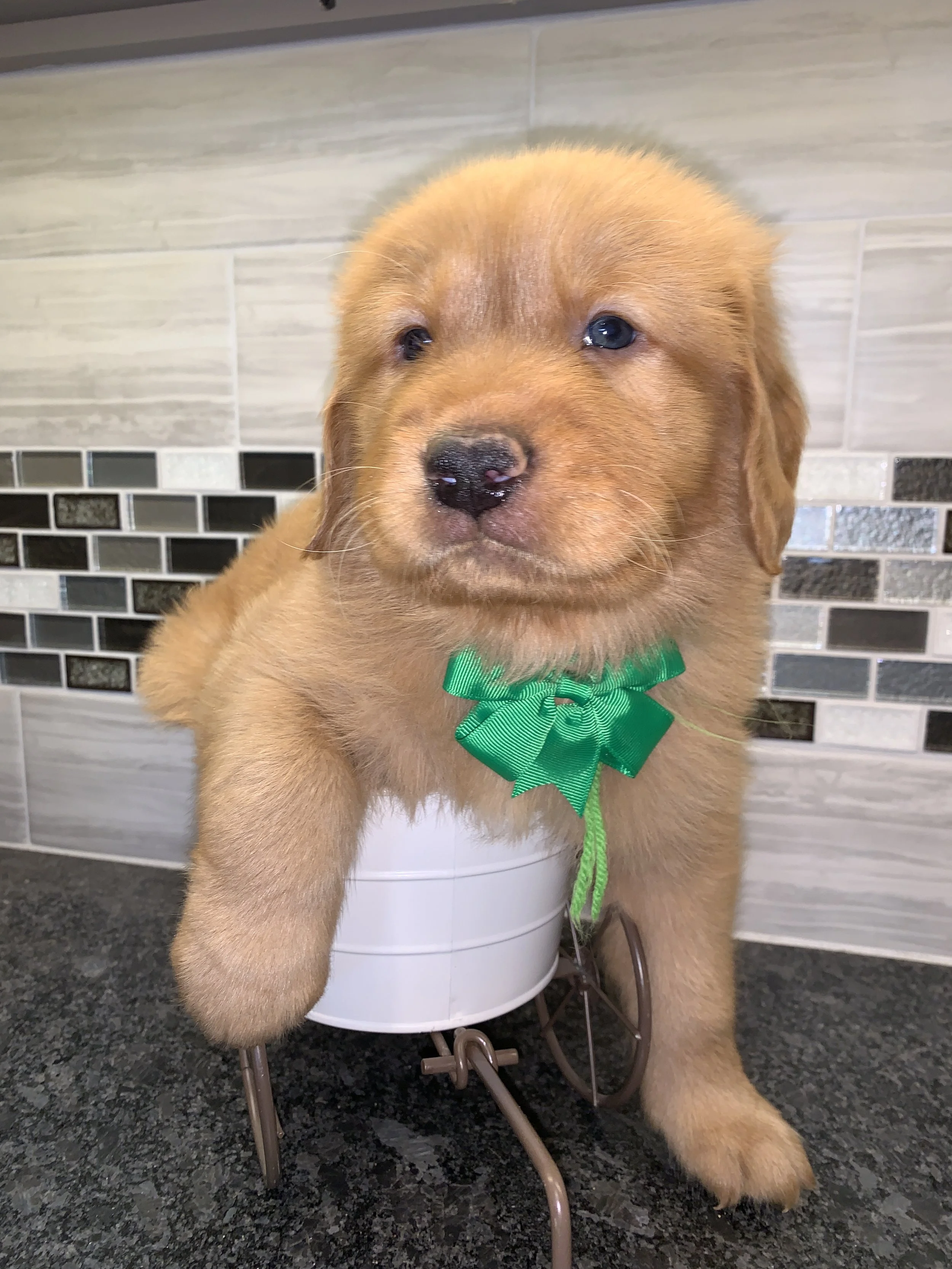 GreenBoy 5  weeks.JPG