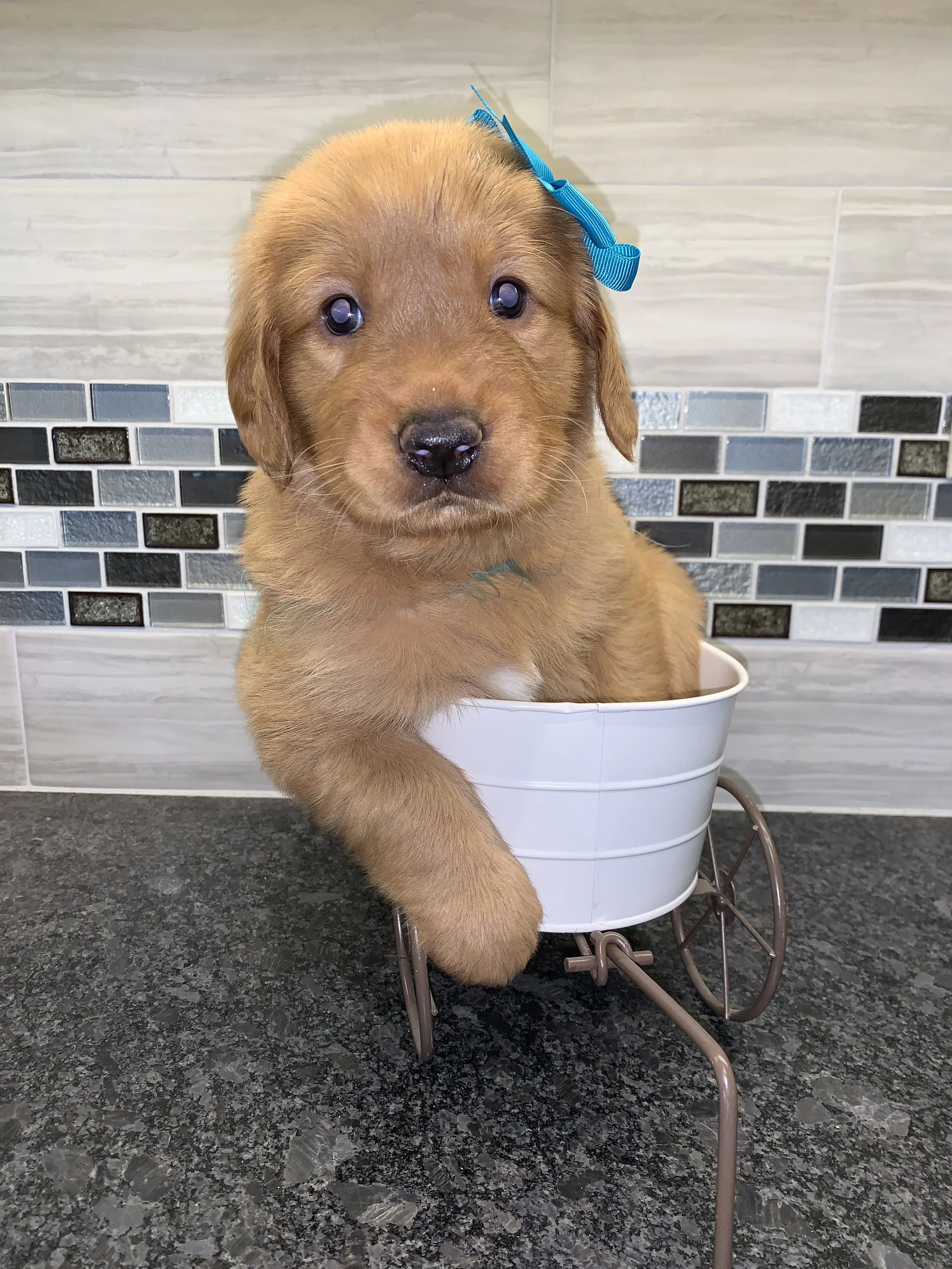 TealGirl 5 weeks.JPG