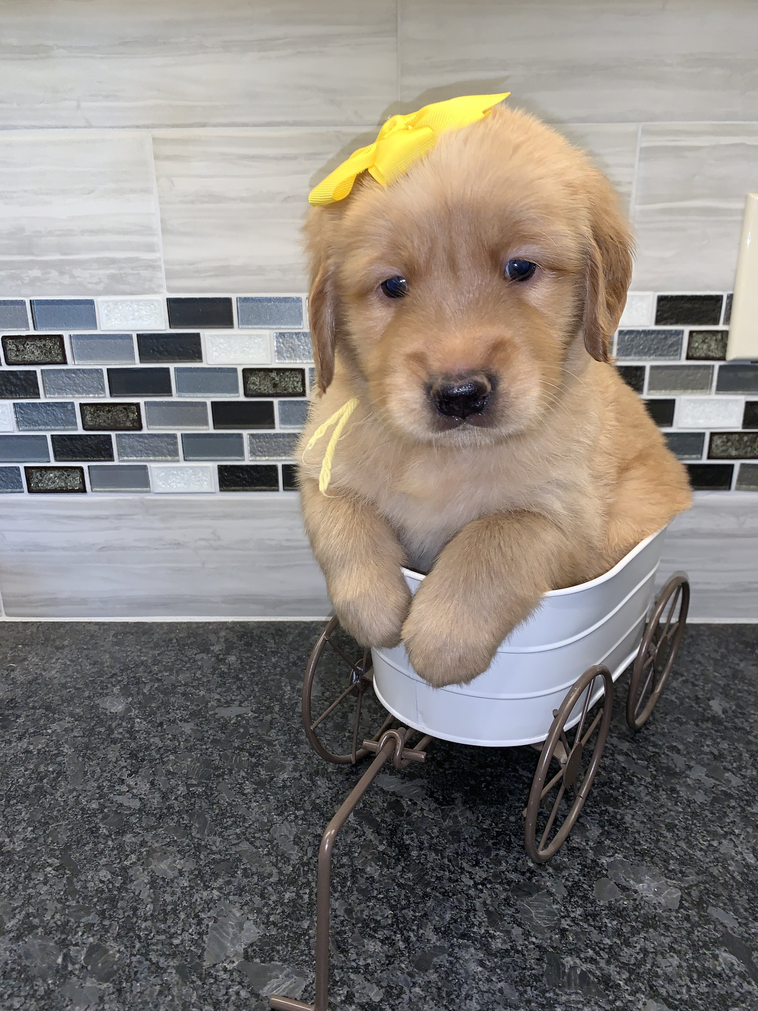 YellowGirl 5 weeks.JPG