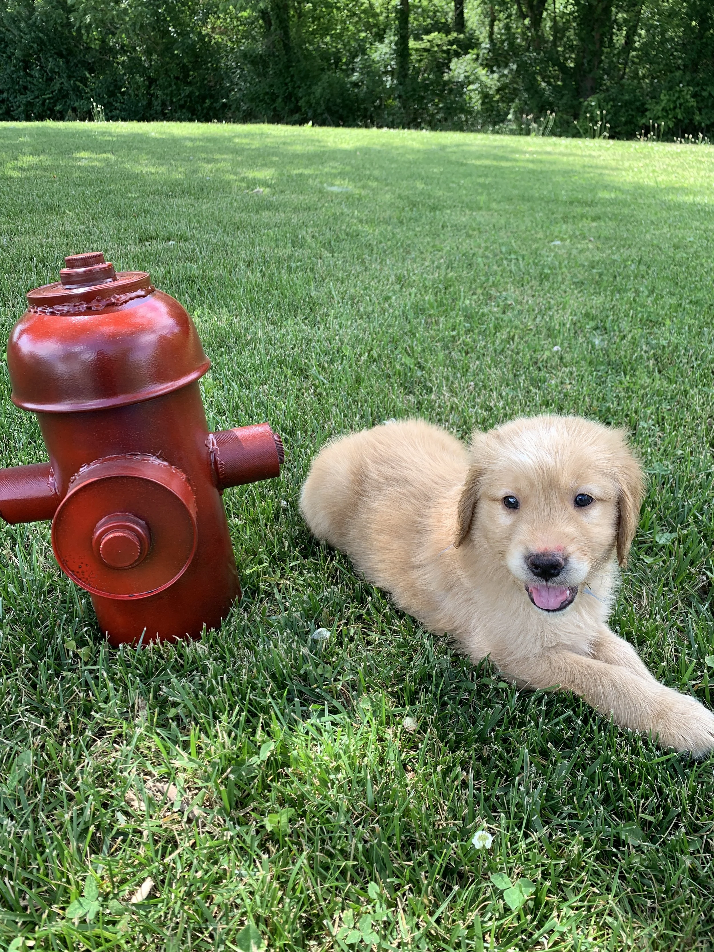 BlueBoy 6 Weeks Old.JPG