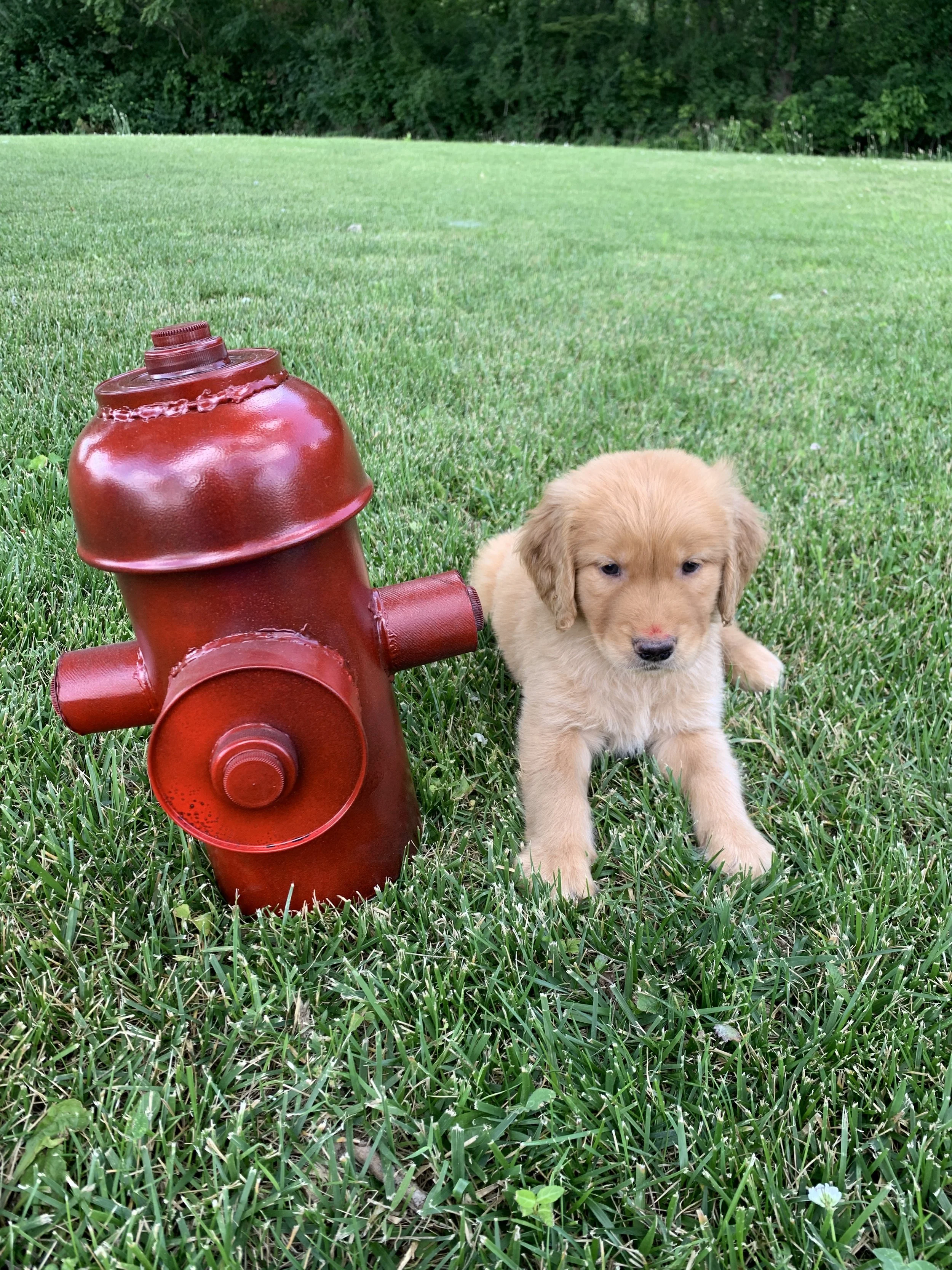 YellowBoy 6 Weeks Old.JPG