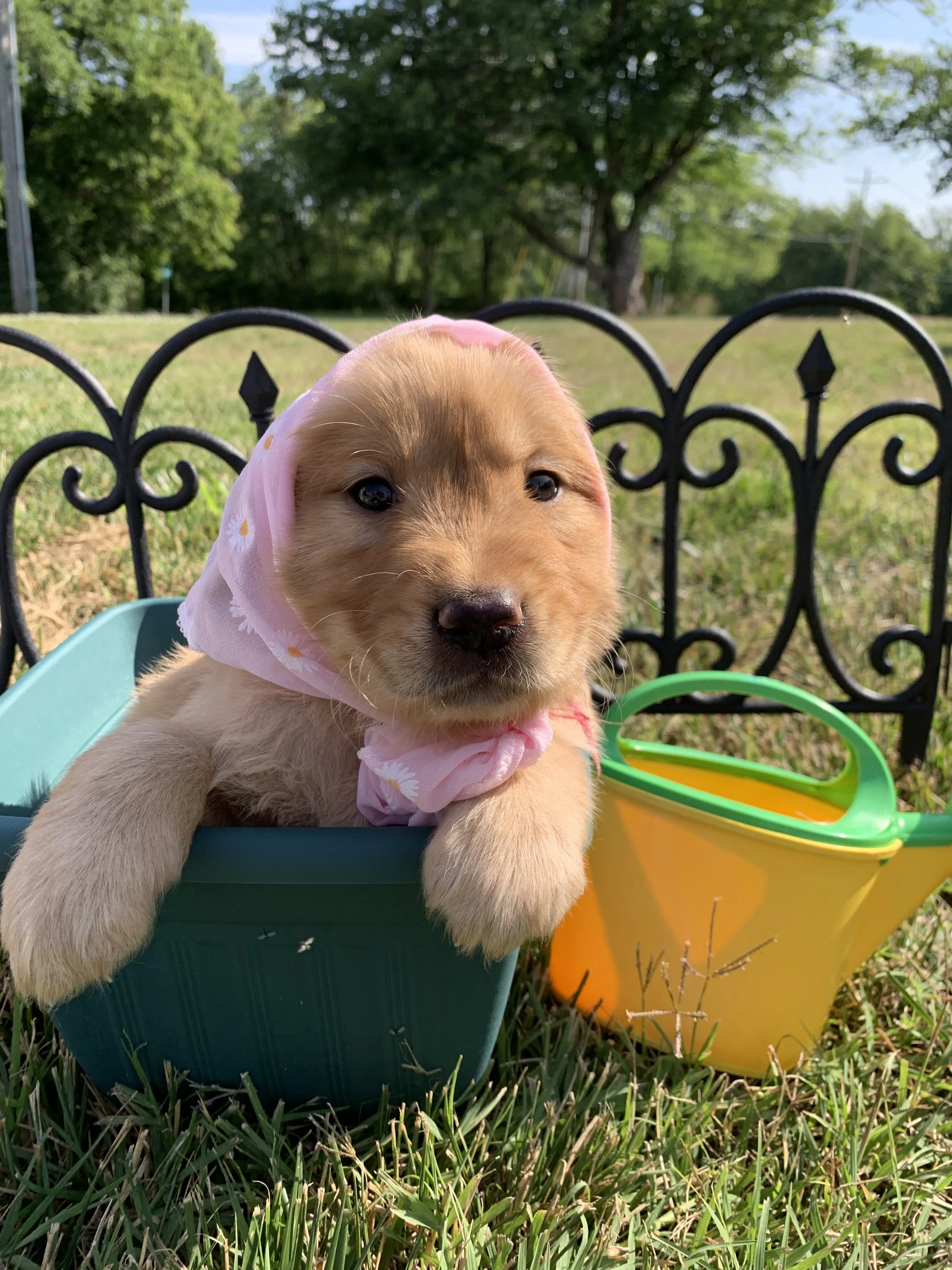  PinkGirl3- 5 Weeks Old.JPG