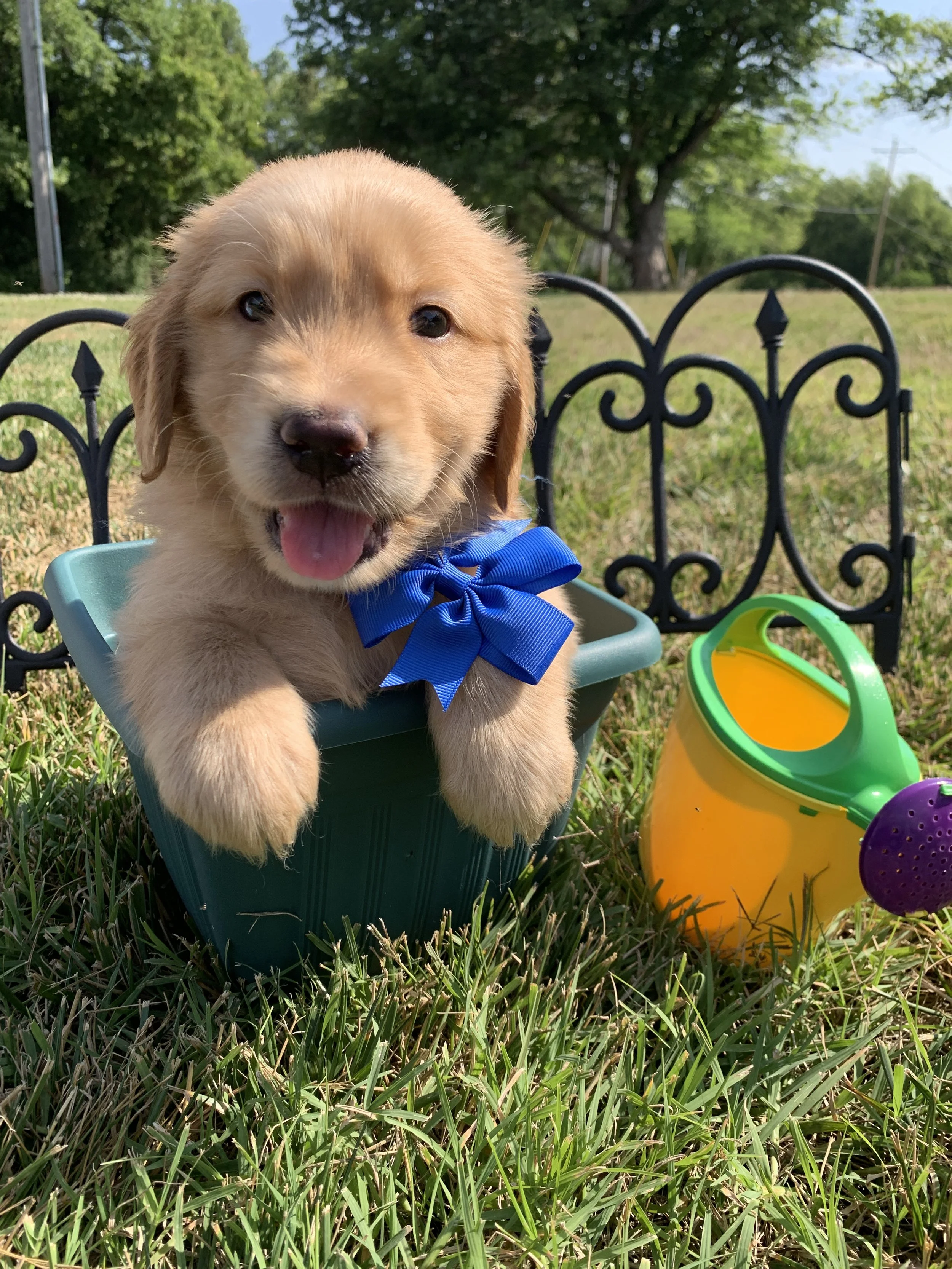 BlueBoy3 - 5 Weeks Old.JPG