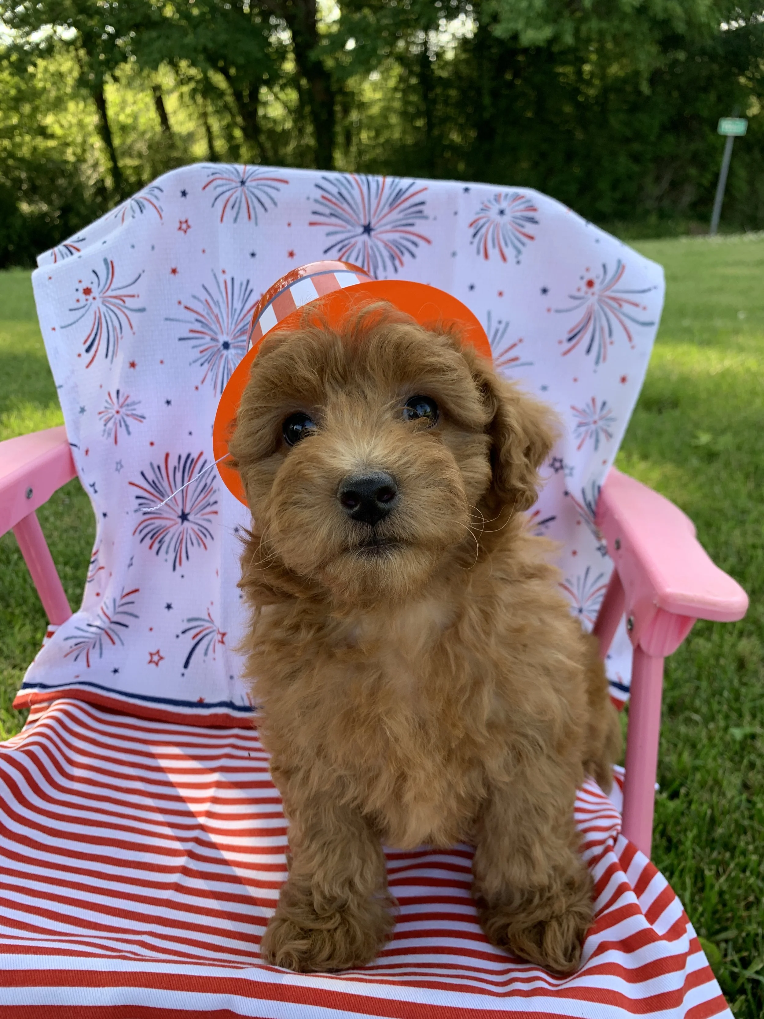 Leia 7 Weeks Old2.JPG