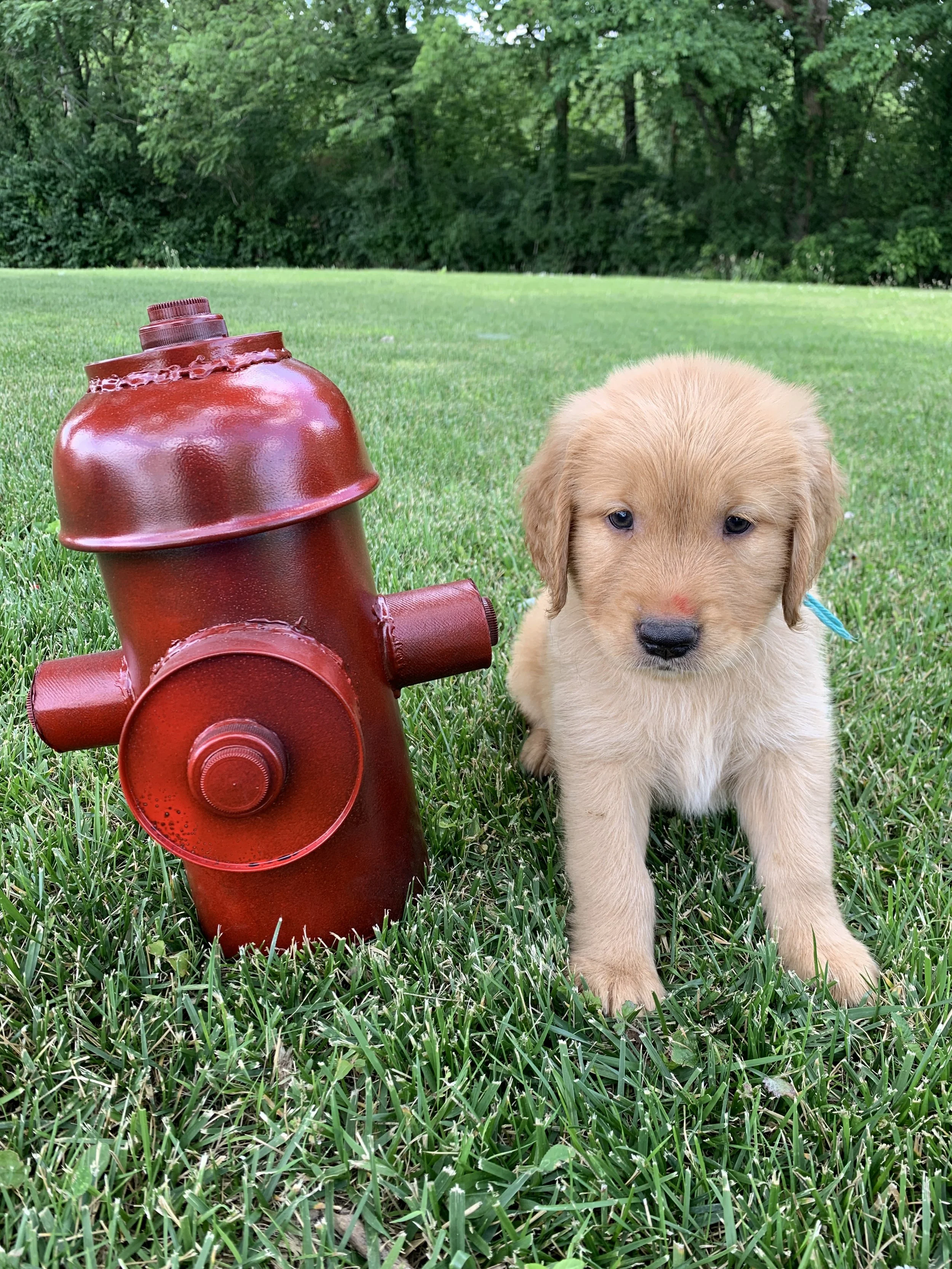 TealBoy 6 Weeks Old.JPG