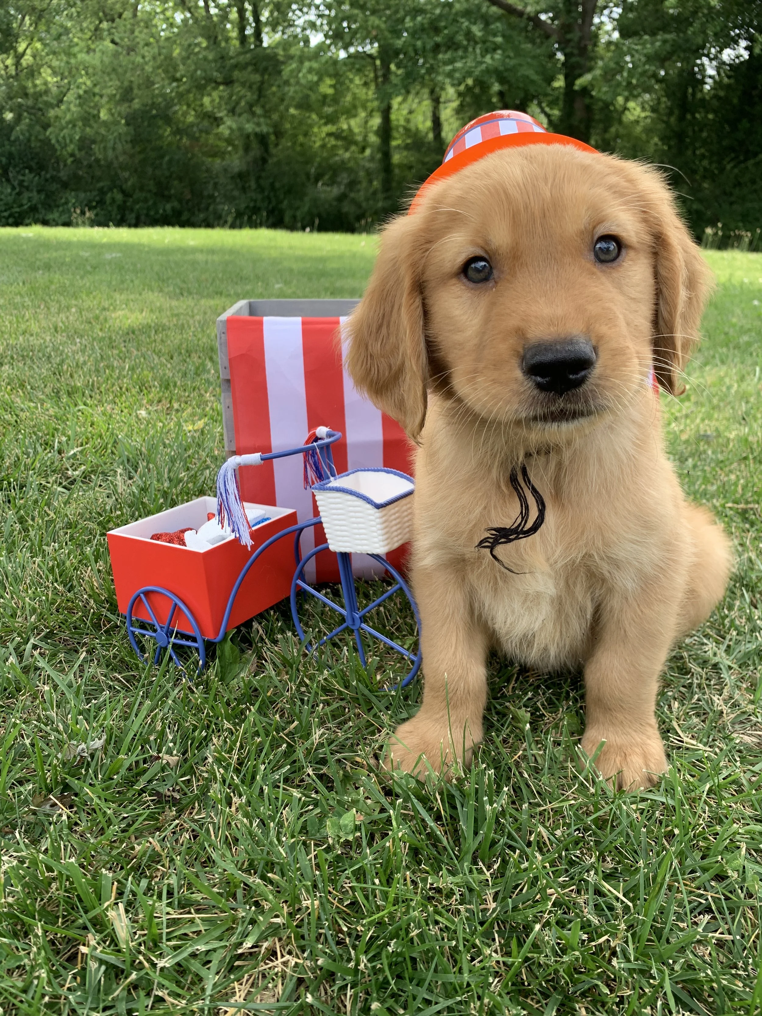 BlackBoy 7 Weeks Old.JPG
