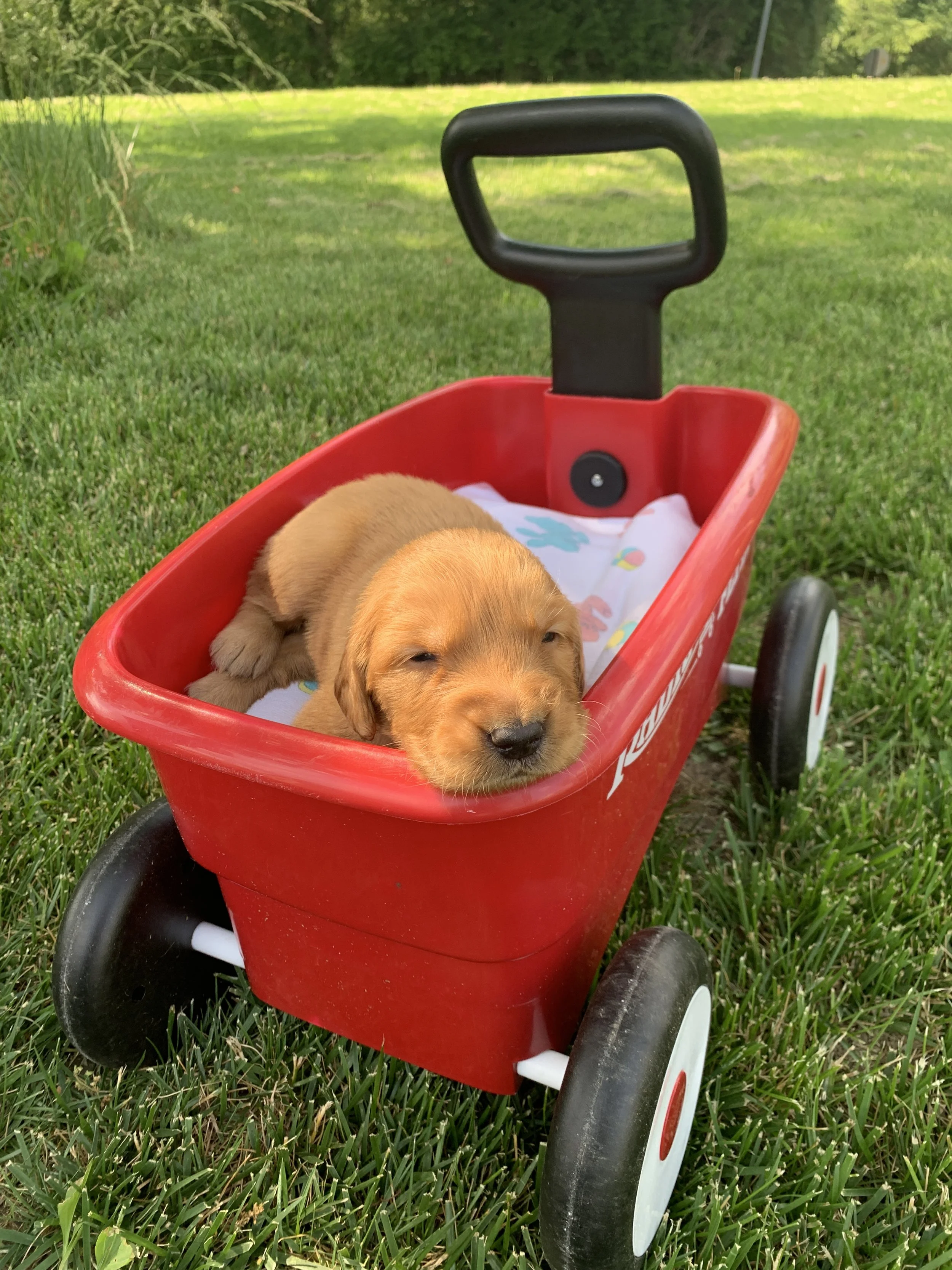 BabyBoy3 3 weeks.JPG