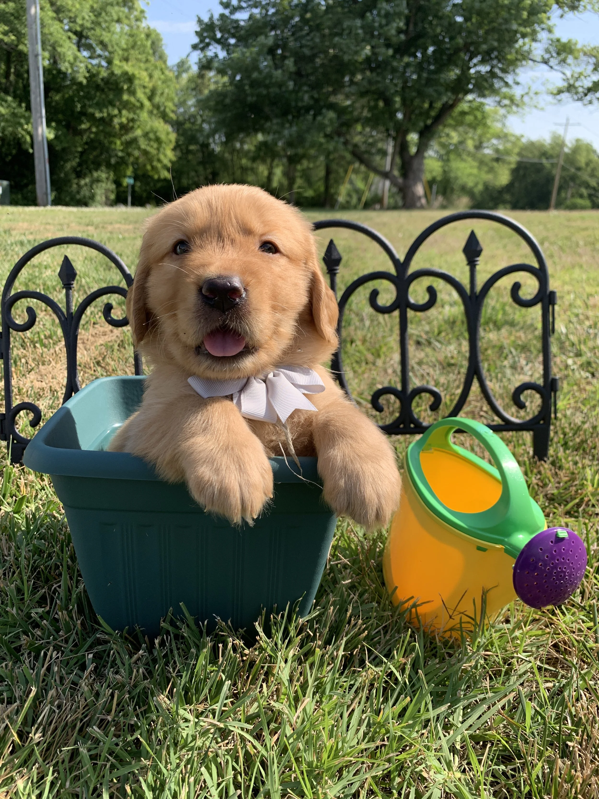 SilverBoy3 - 5 Weeks Old.JPG