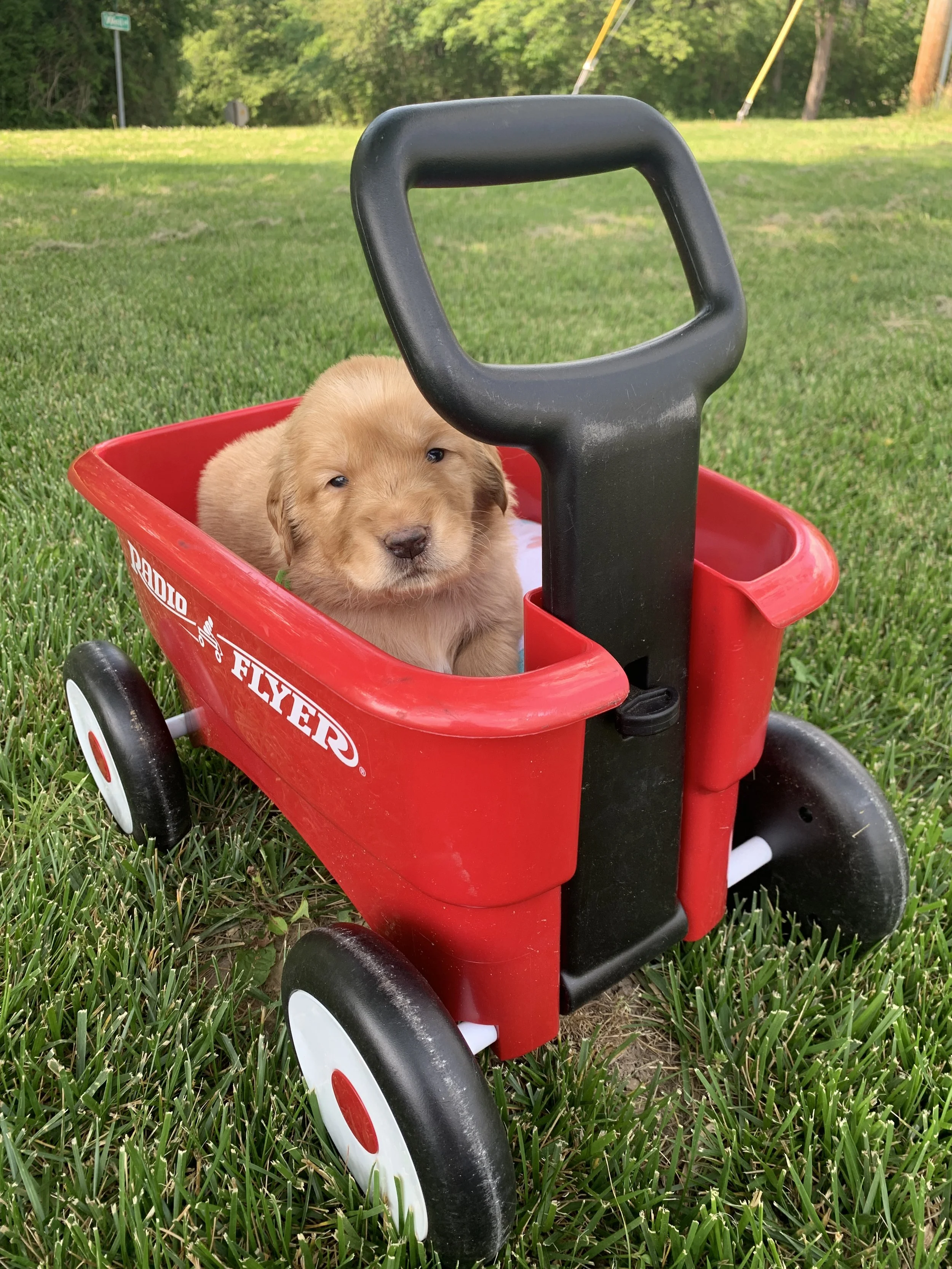 GreenGirl3 3 weeks.JPG