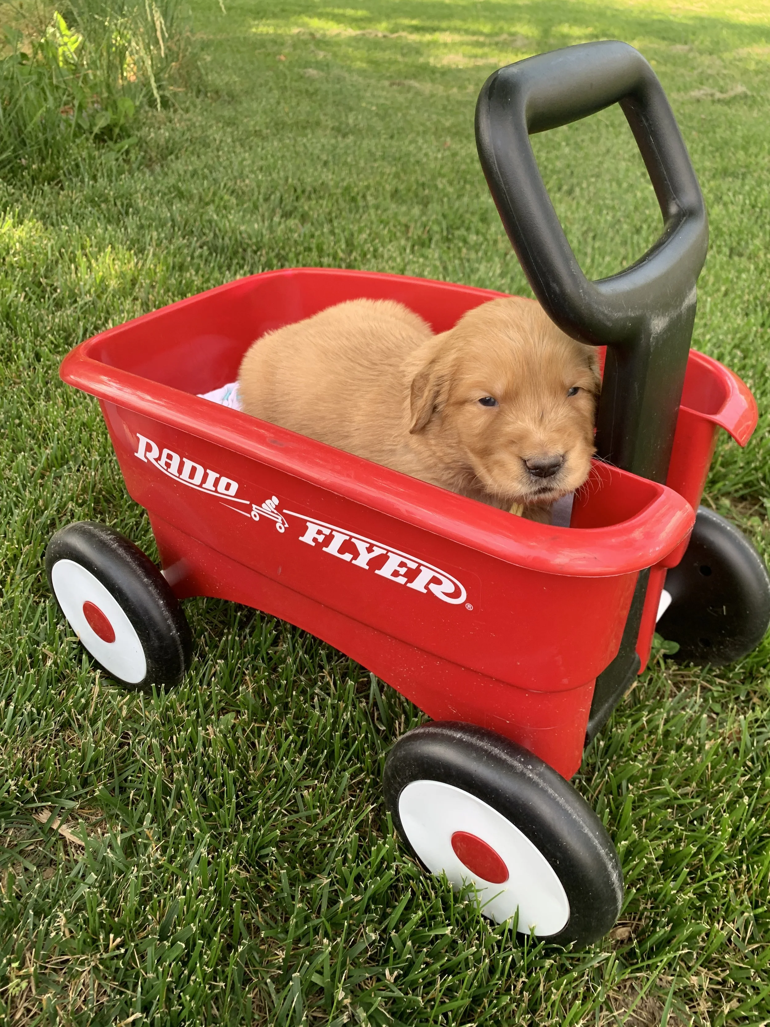 YellowBoy3 3 weeks1.JPG