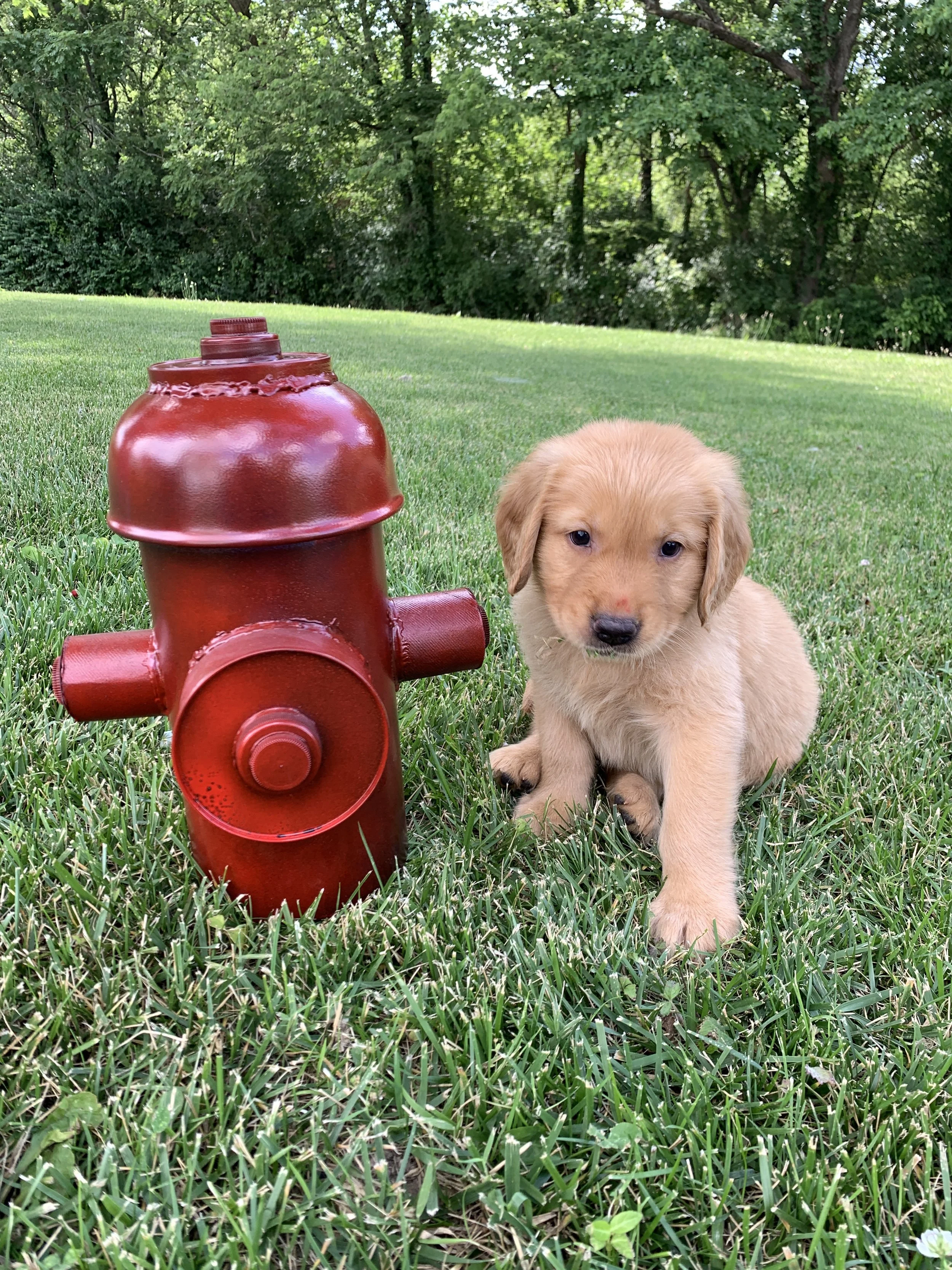 SilverBoy 6 Weeks Old.JPG