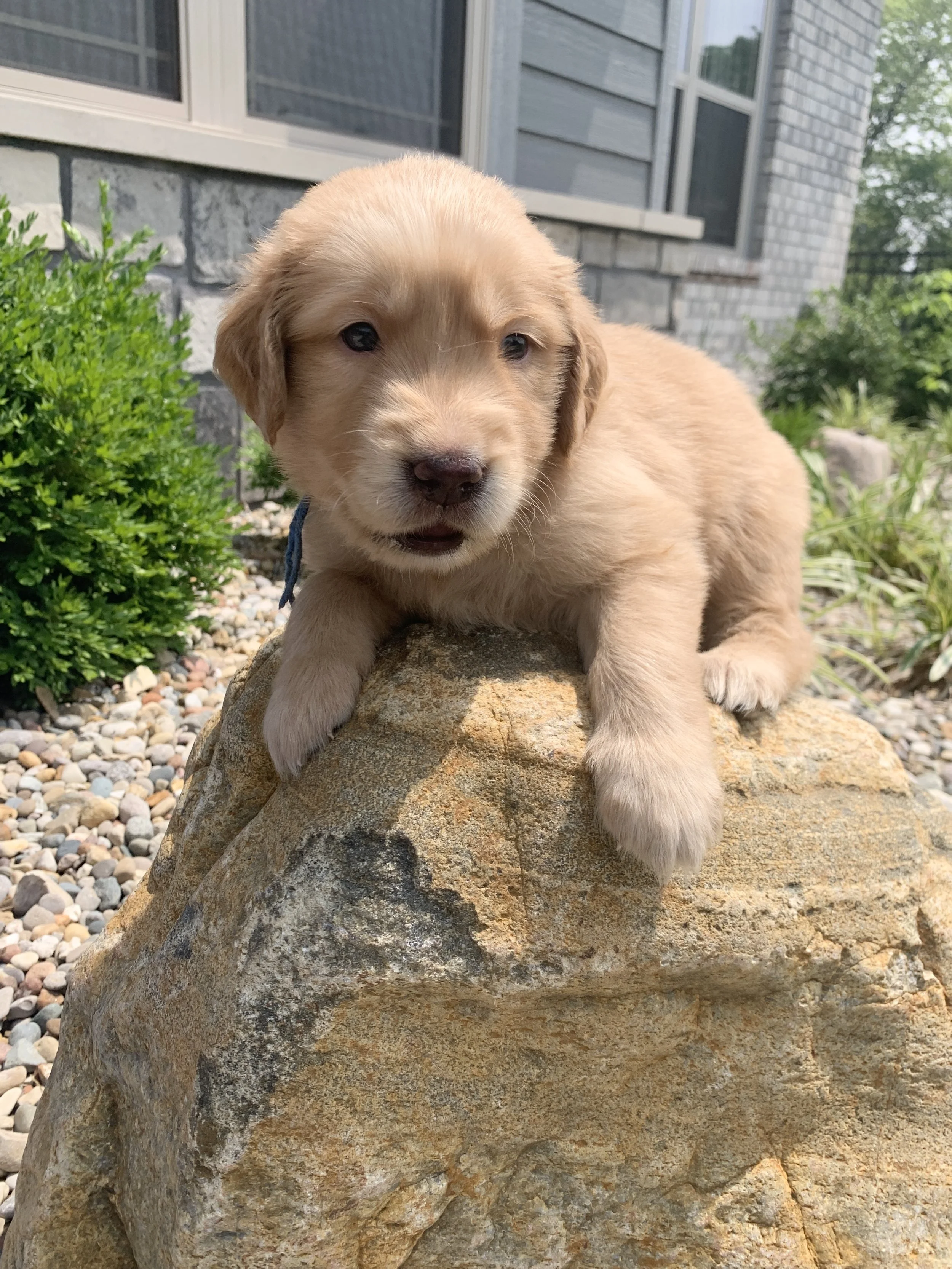 BlueBoy3 - 4 Weeks Old.jpg