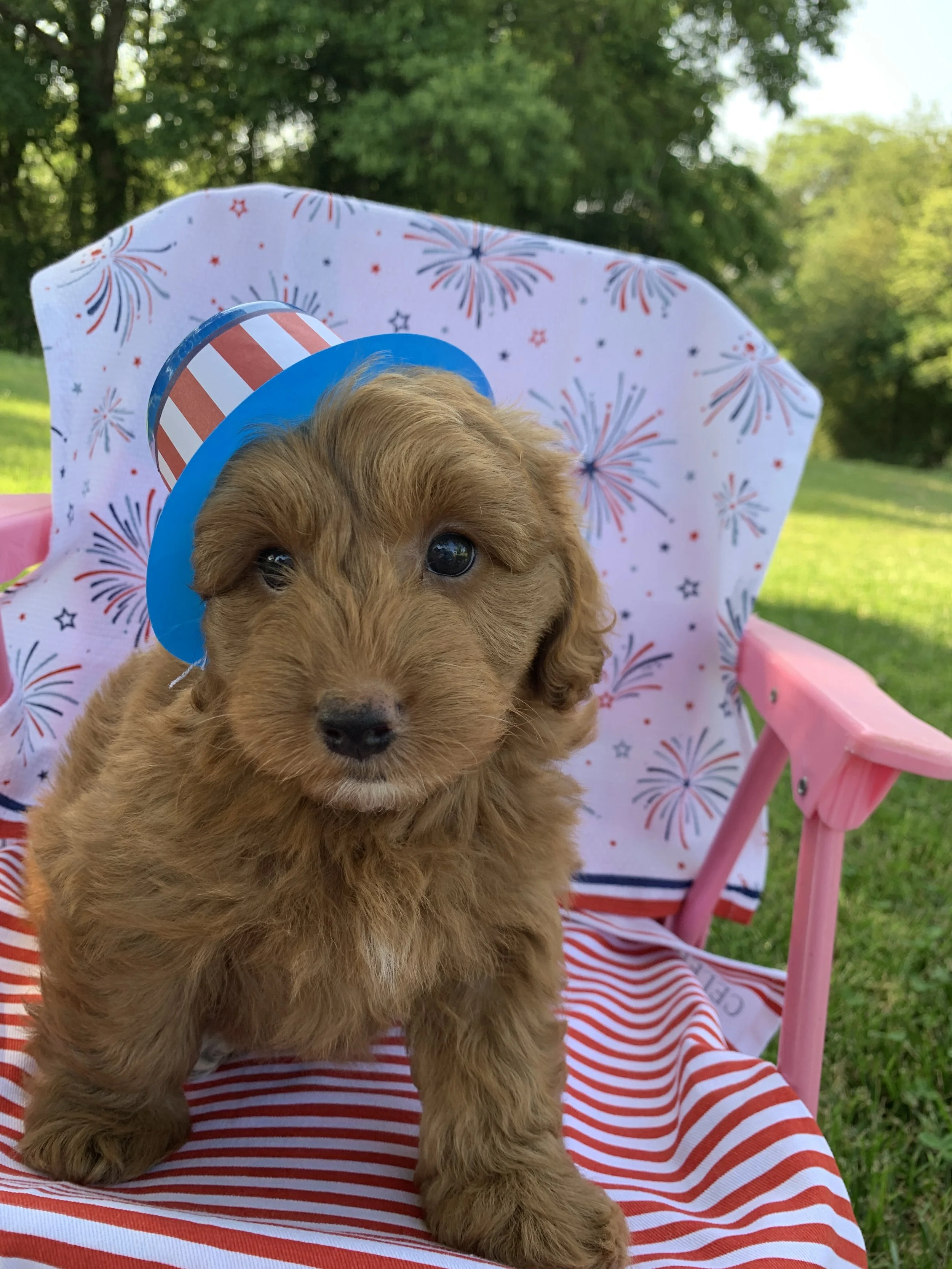 Chewbacca 7 Weeks Old3.JPG