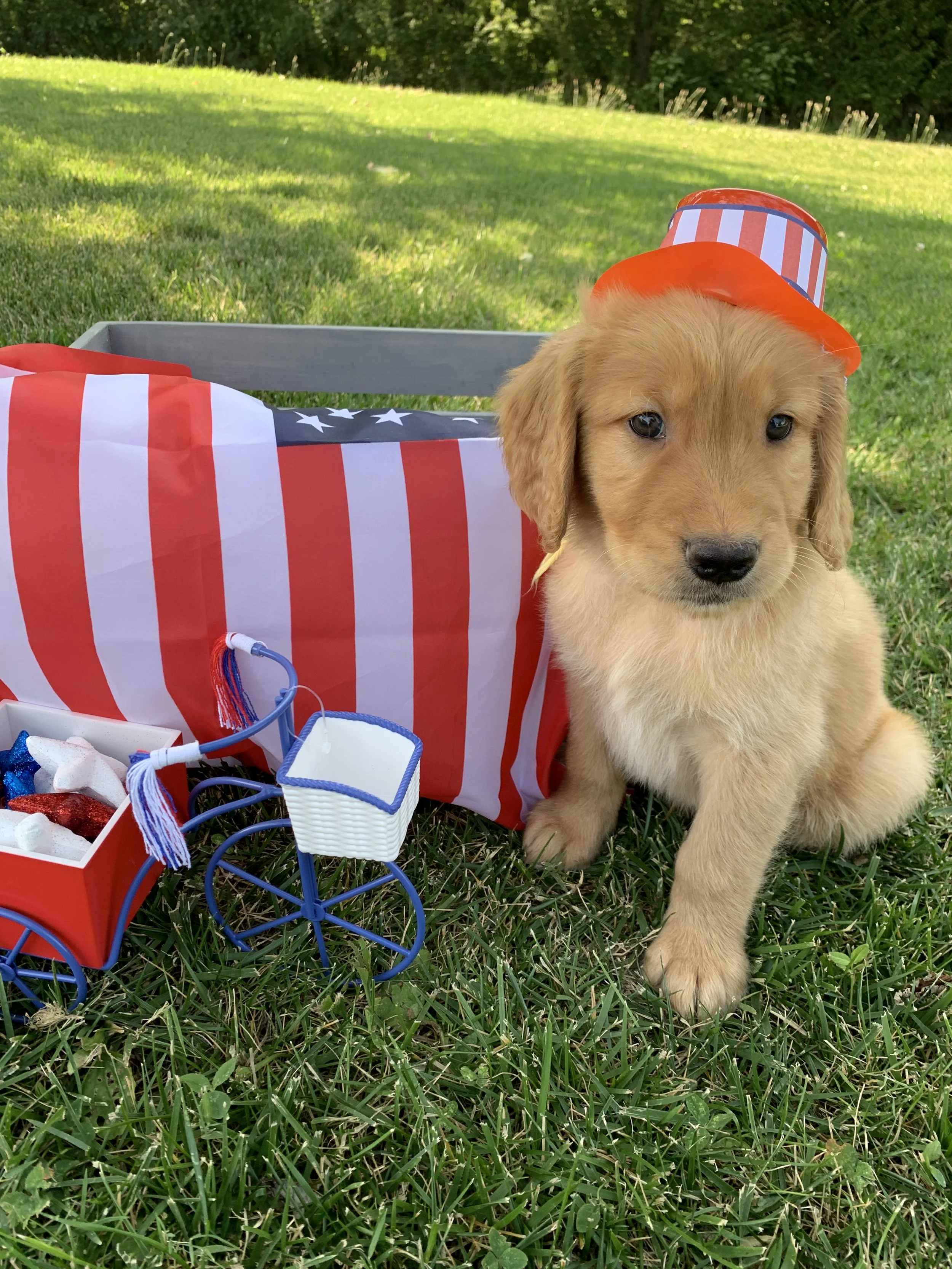 YellowBoy 7 Weeks Old.JPG