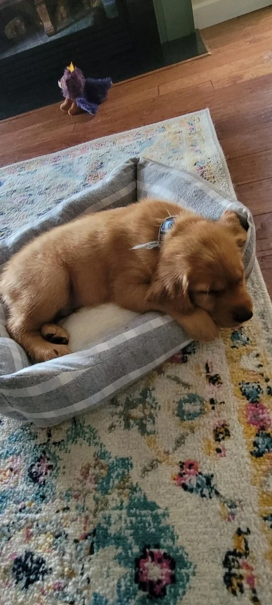 Fergus being pampered.jpeg