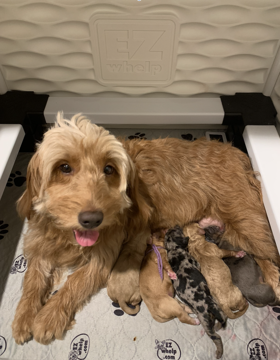 1 day old