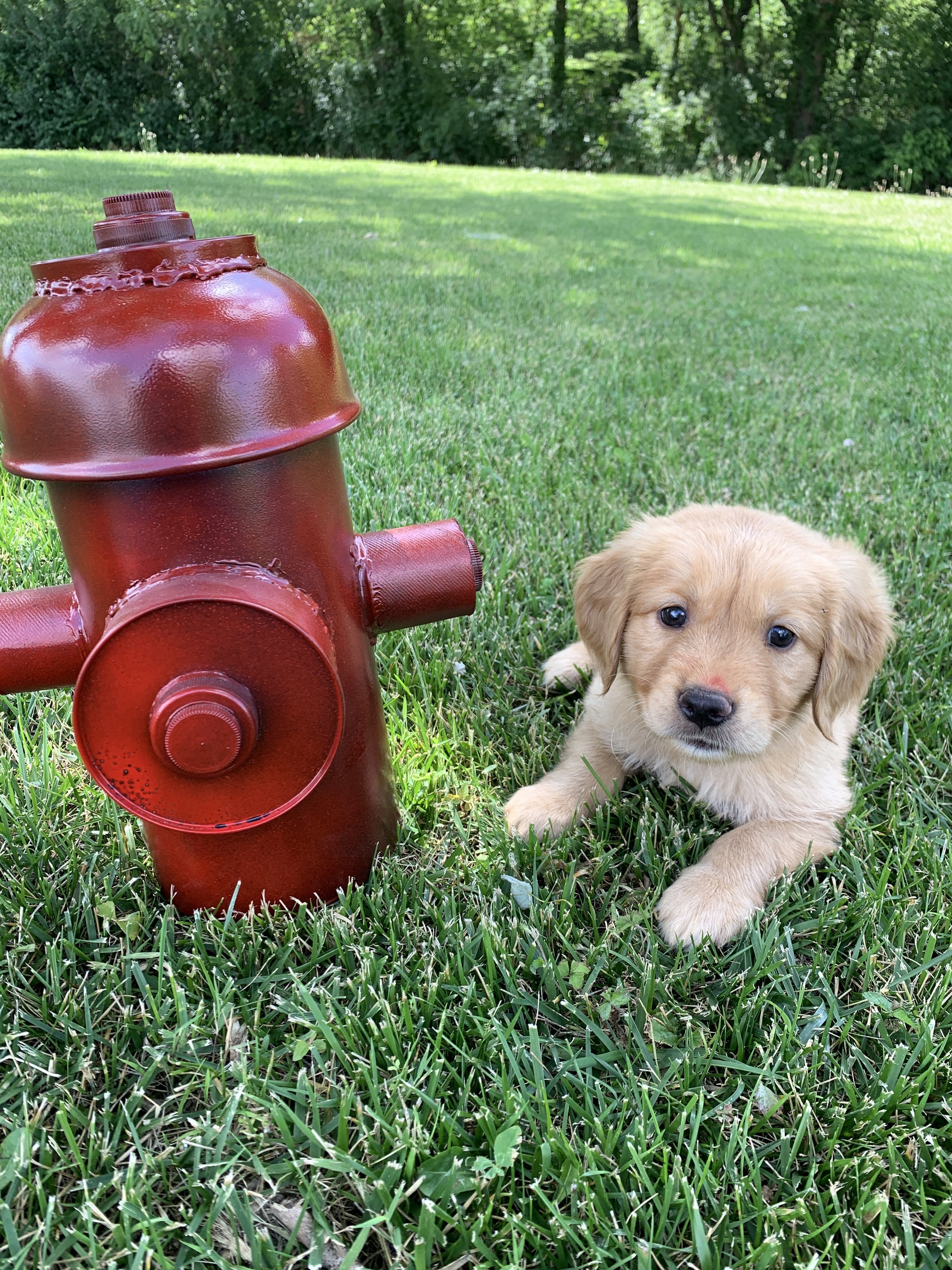 PinkGirl 6 Weeks Old.JPG