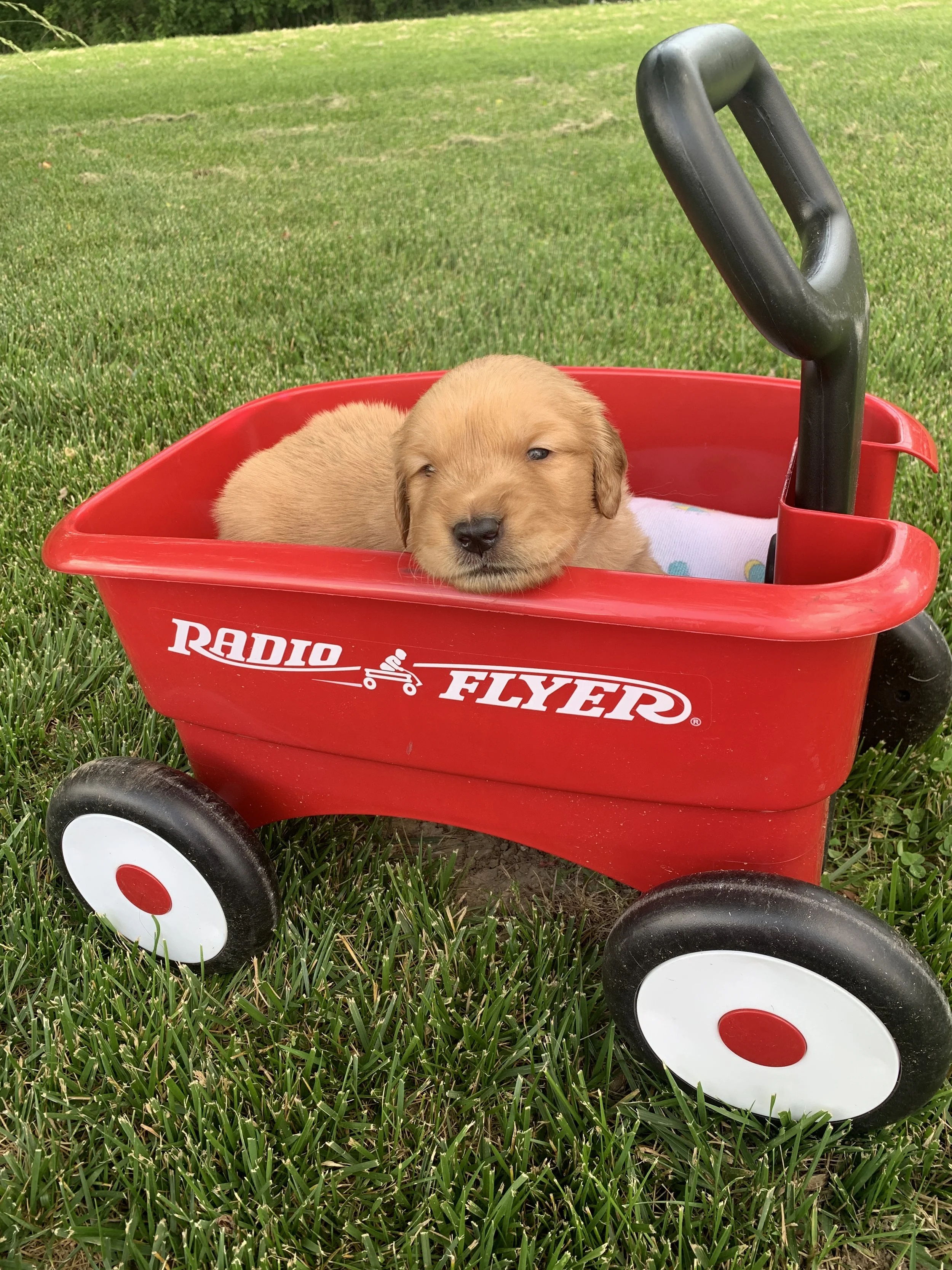 TealBoy3 3 weeks.JPG